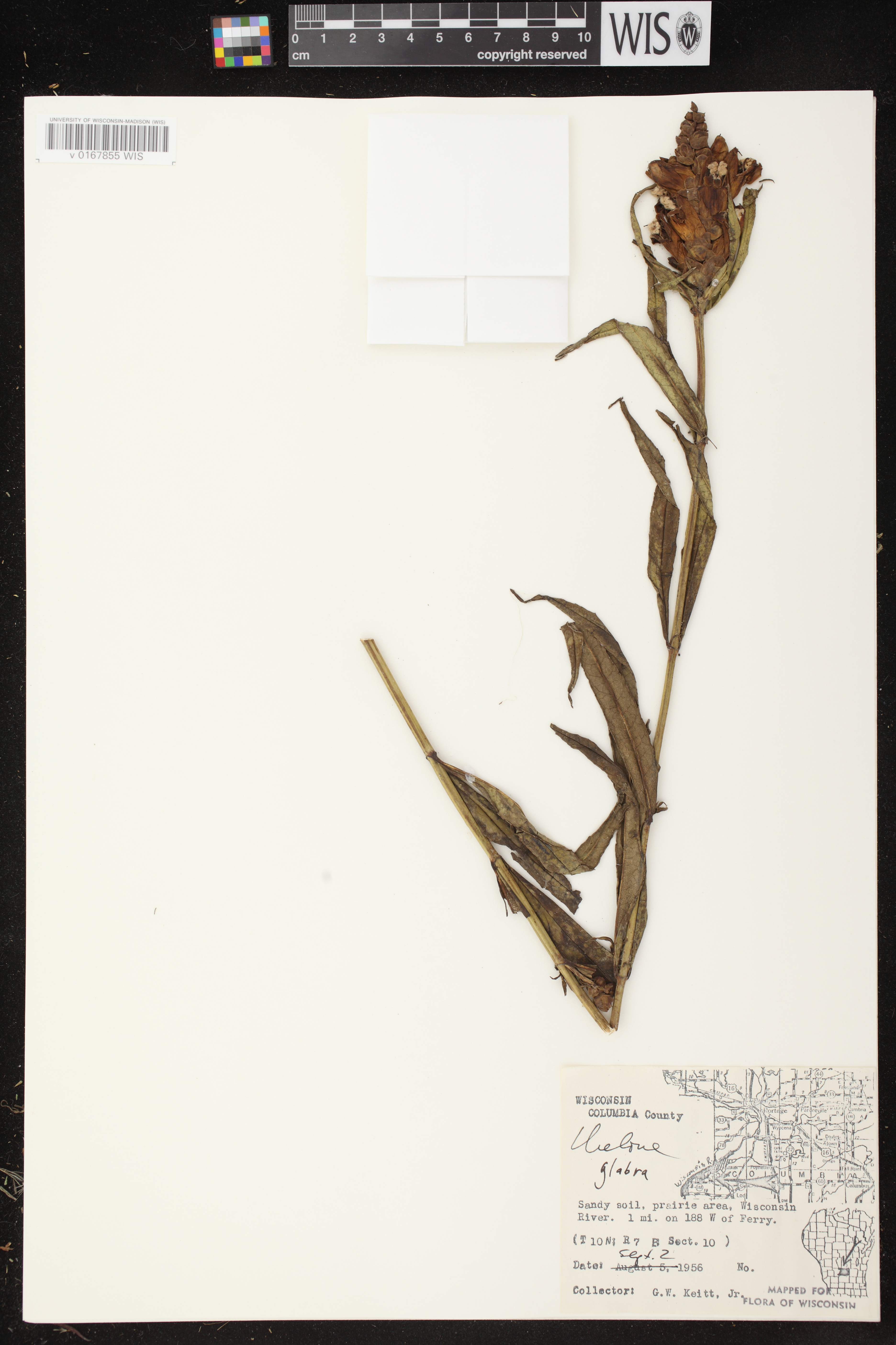 Chelone glabra image