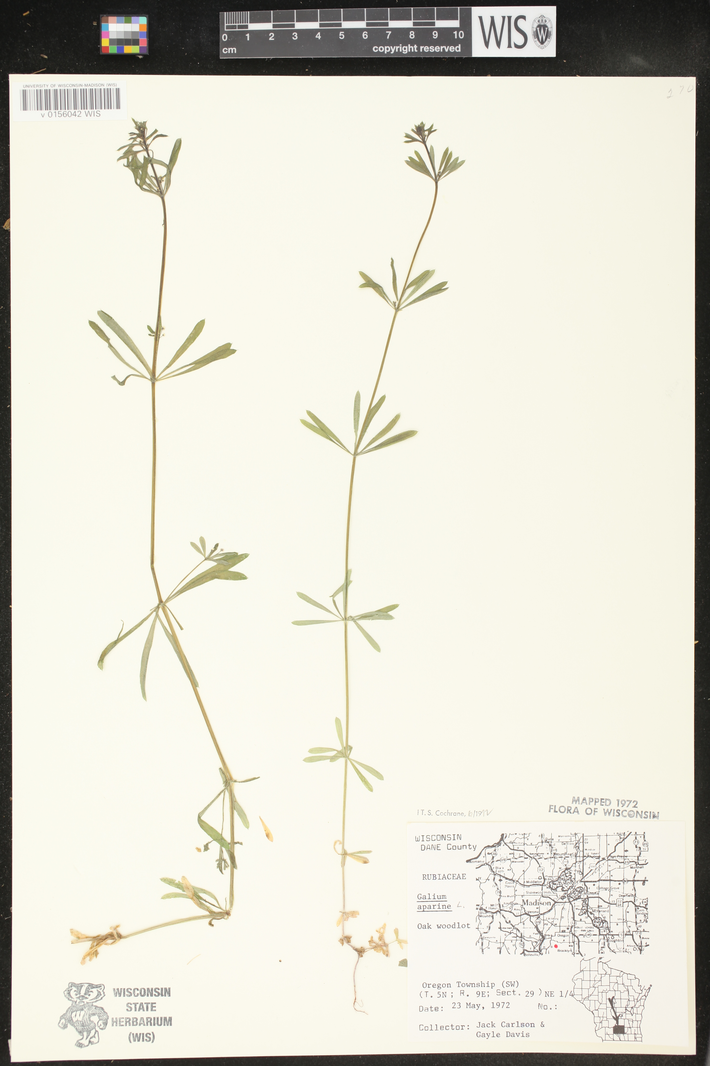 Galium aparine image