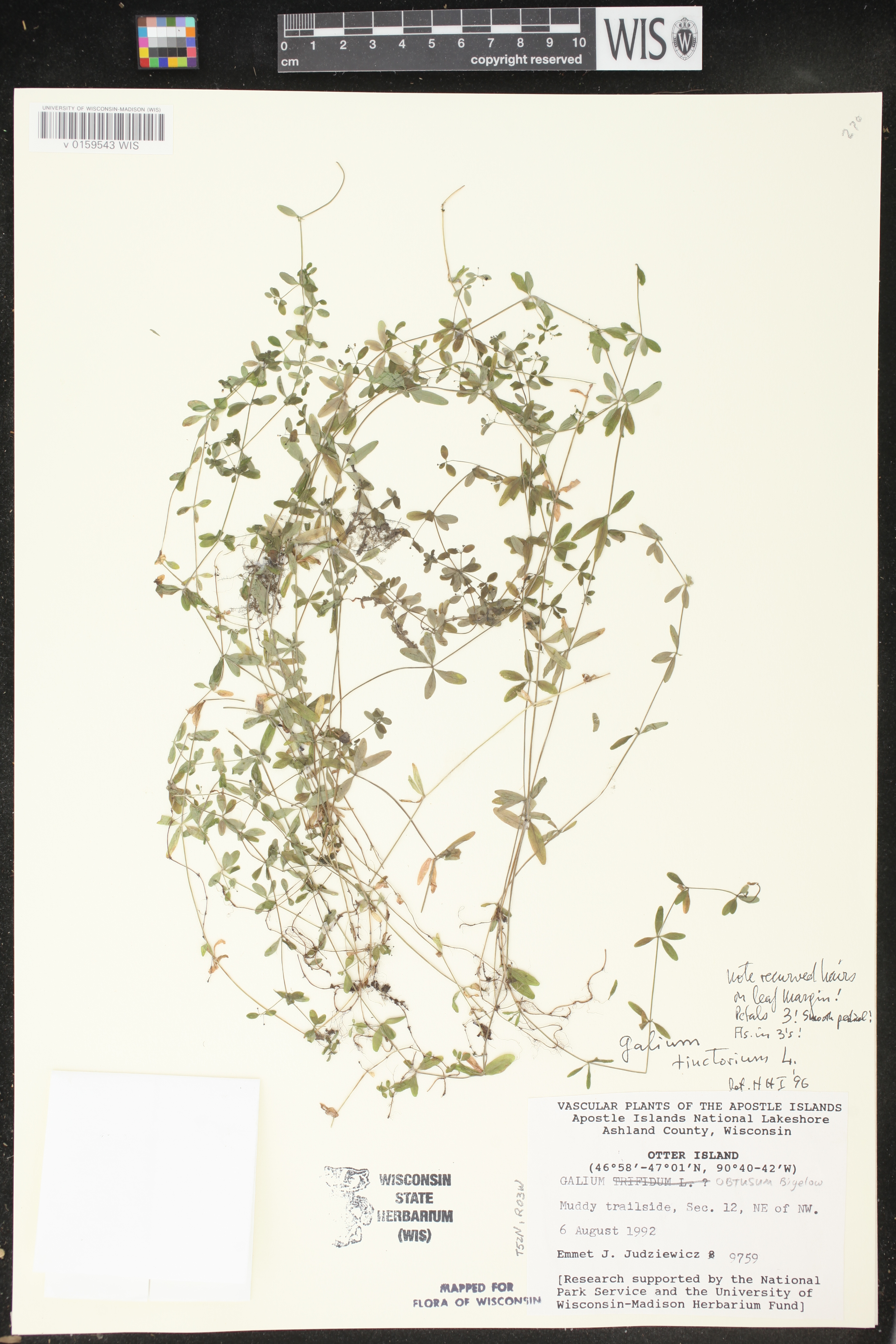 Galium tinctorium image