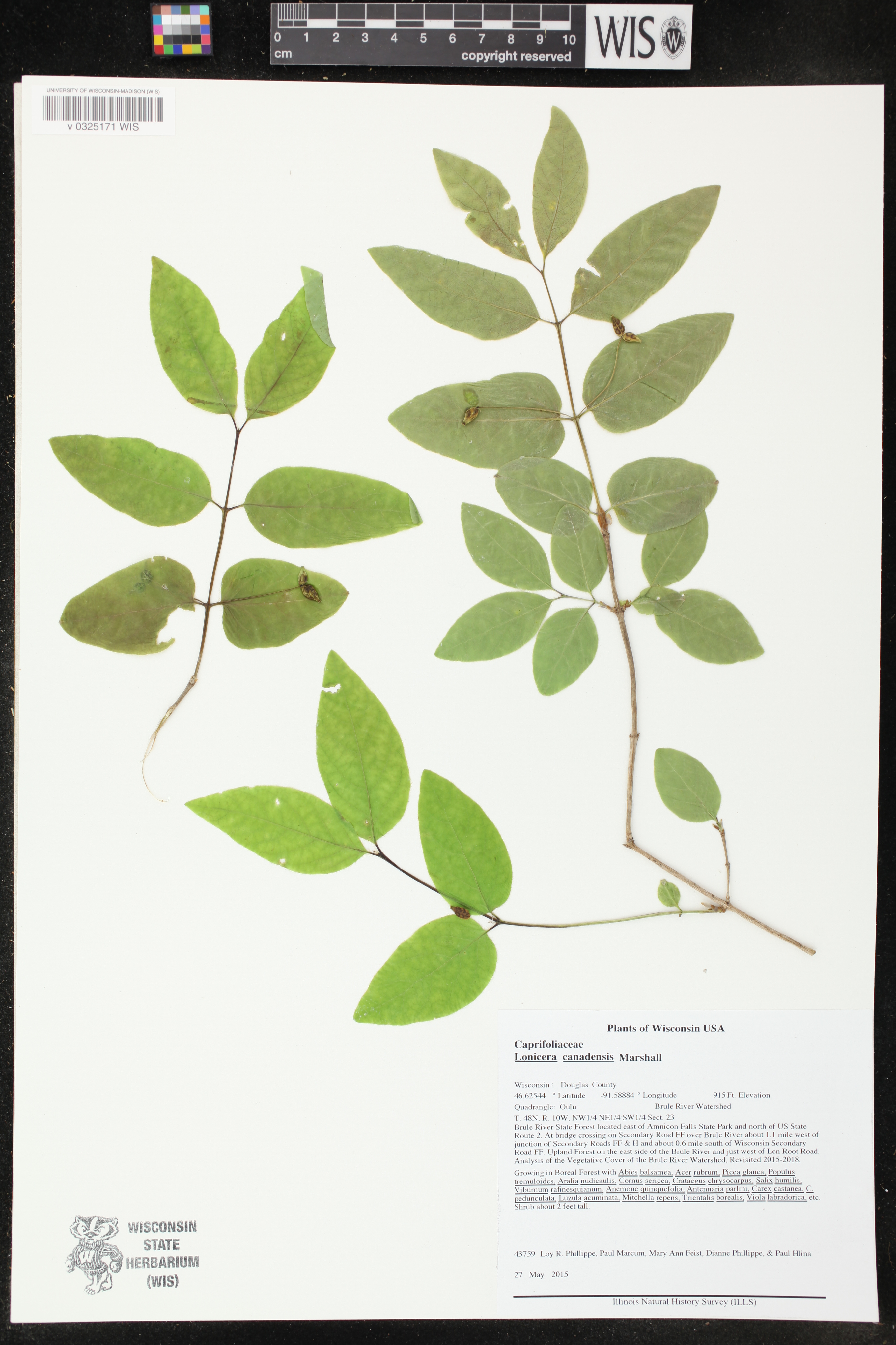 Lonicera canadensis image