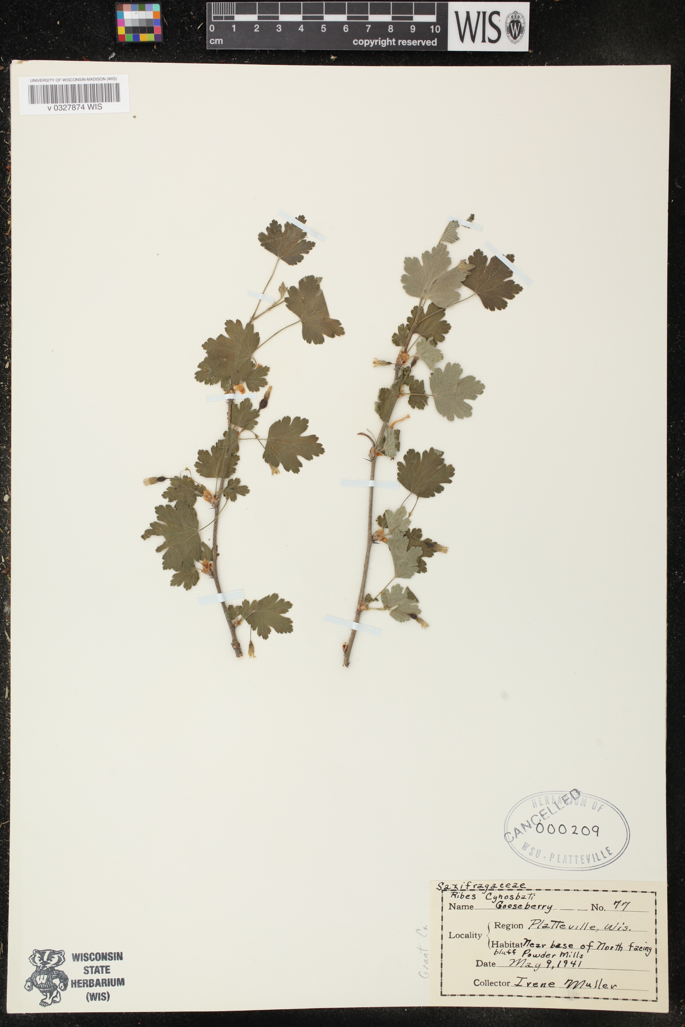 Ribes cynosbati image