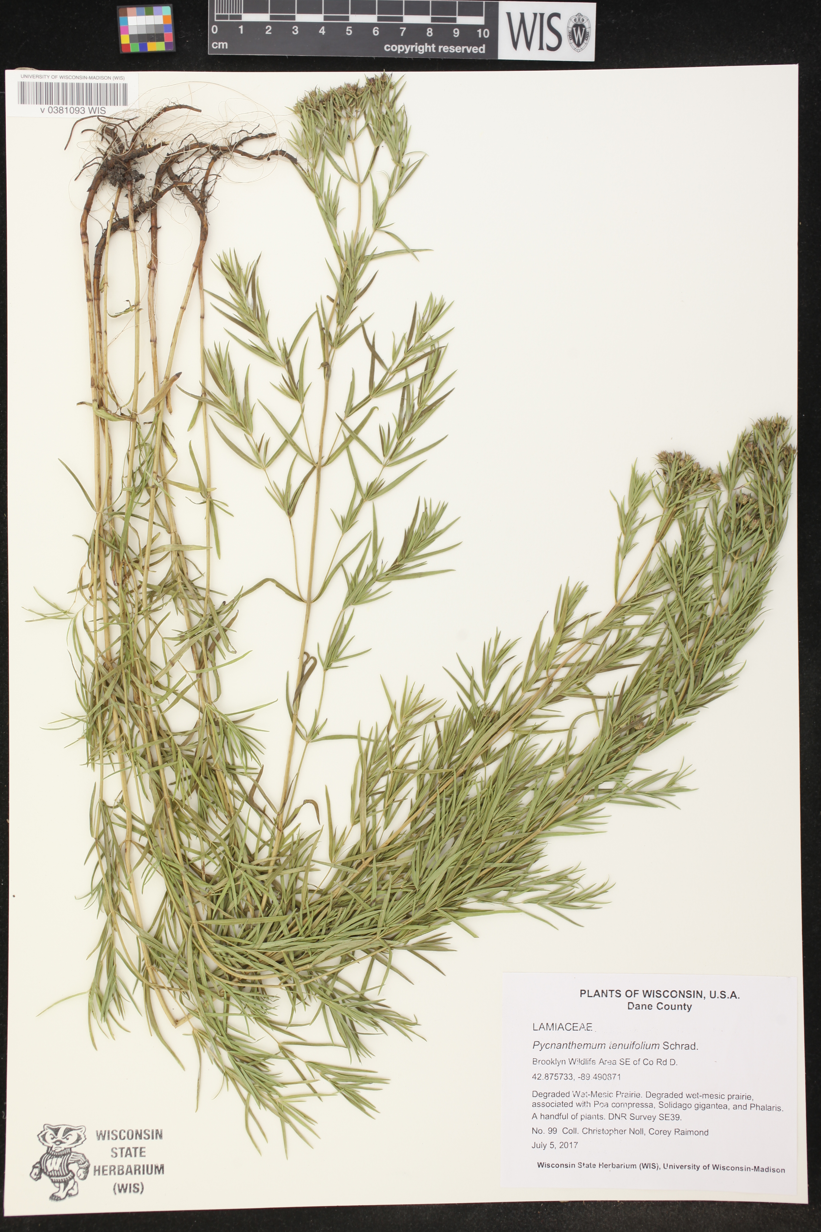 Pycnanthemum tenuifolium image
