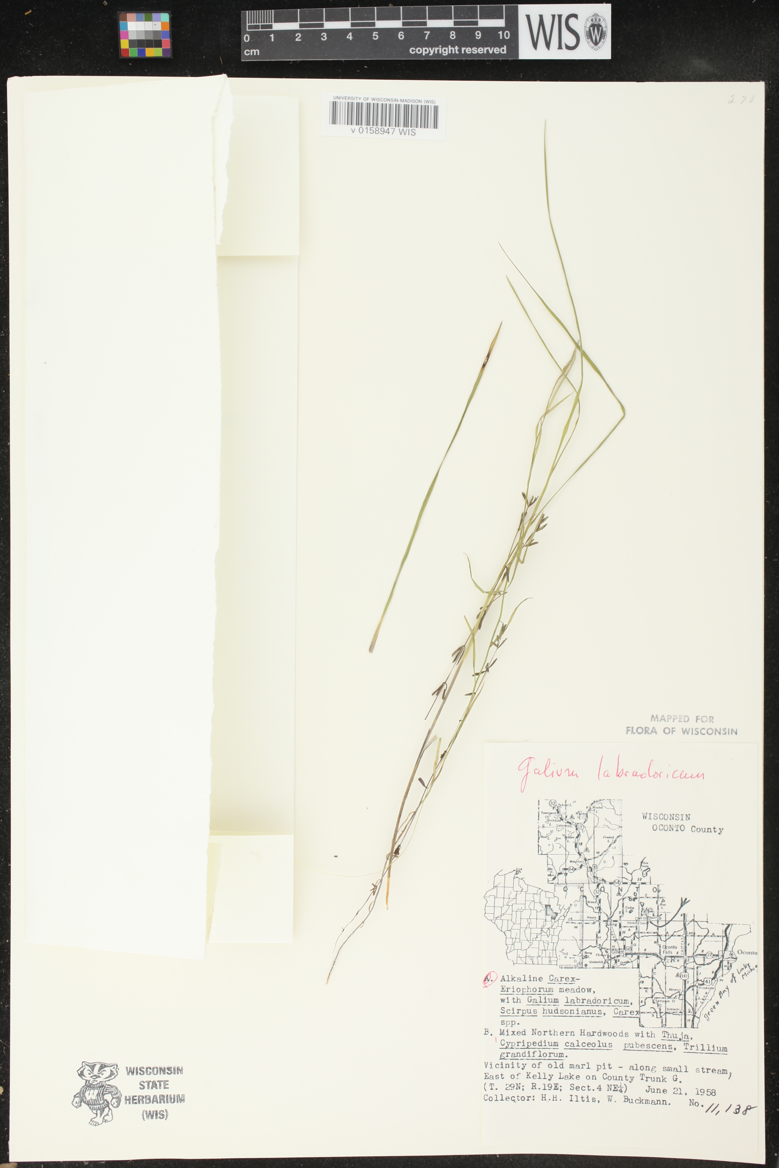 Galium labradoricum image