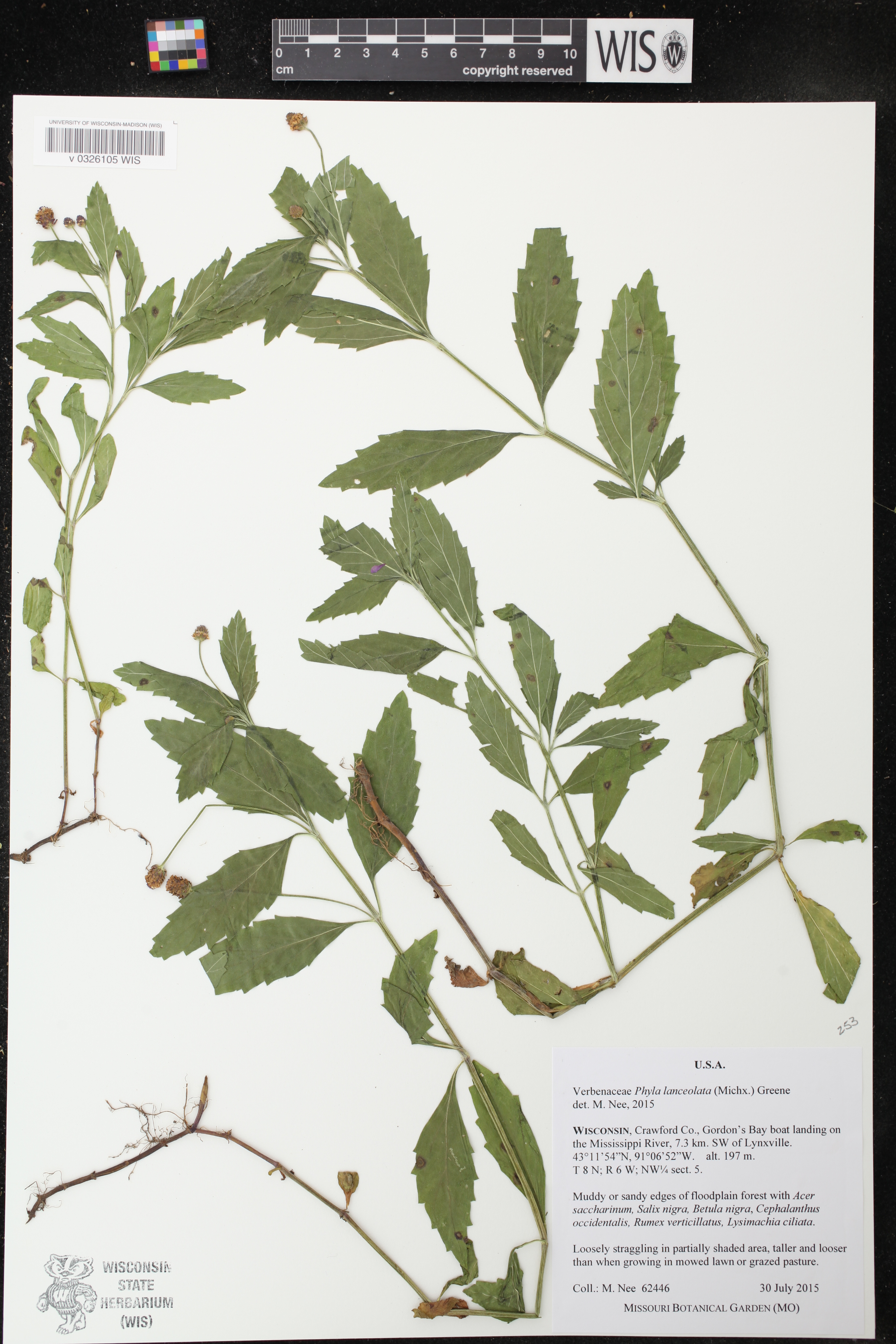 Phyla lanceolata image