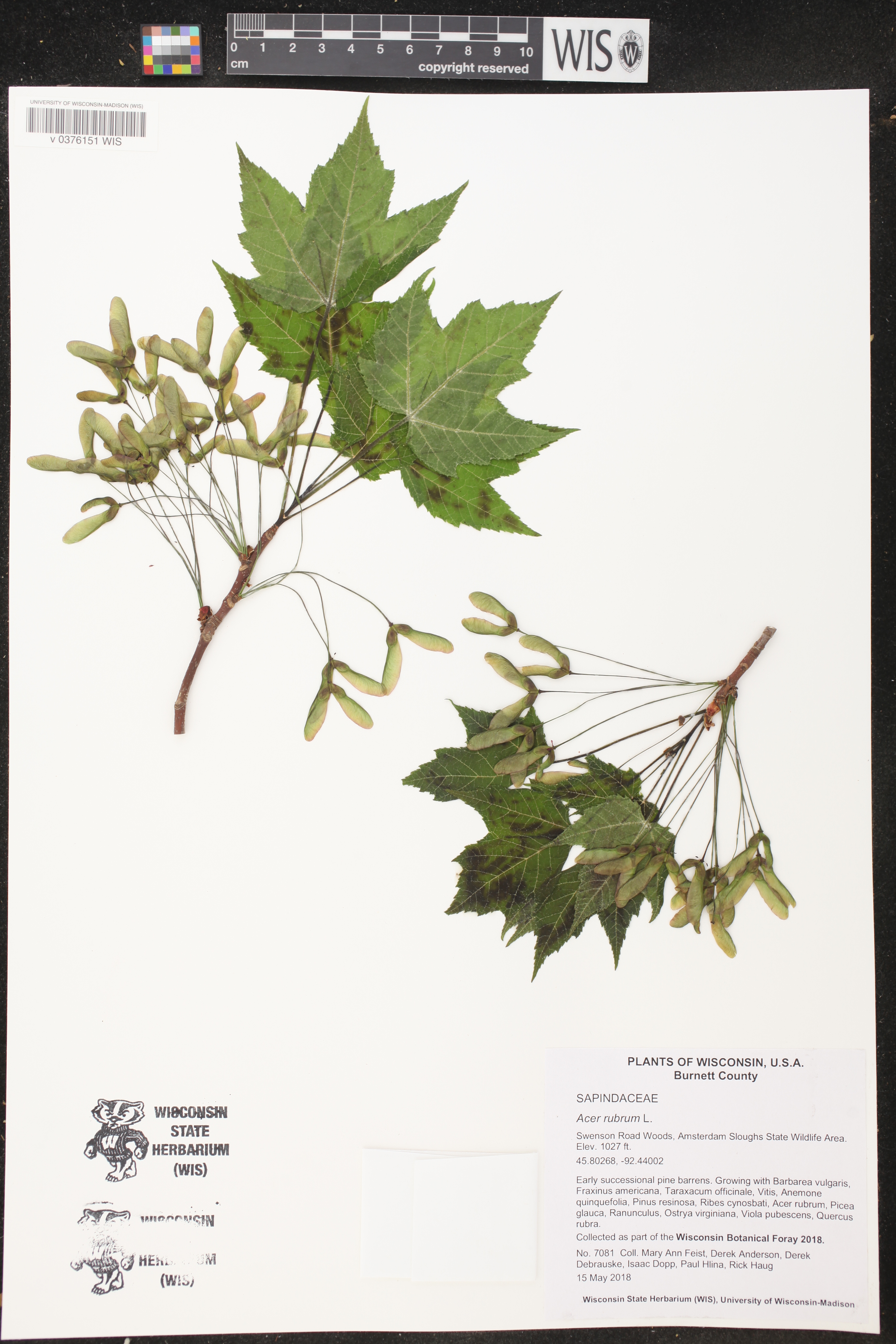 Acer rubrum image