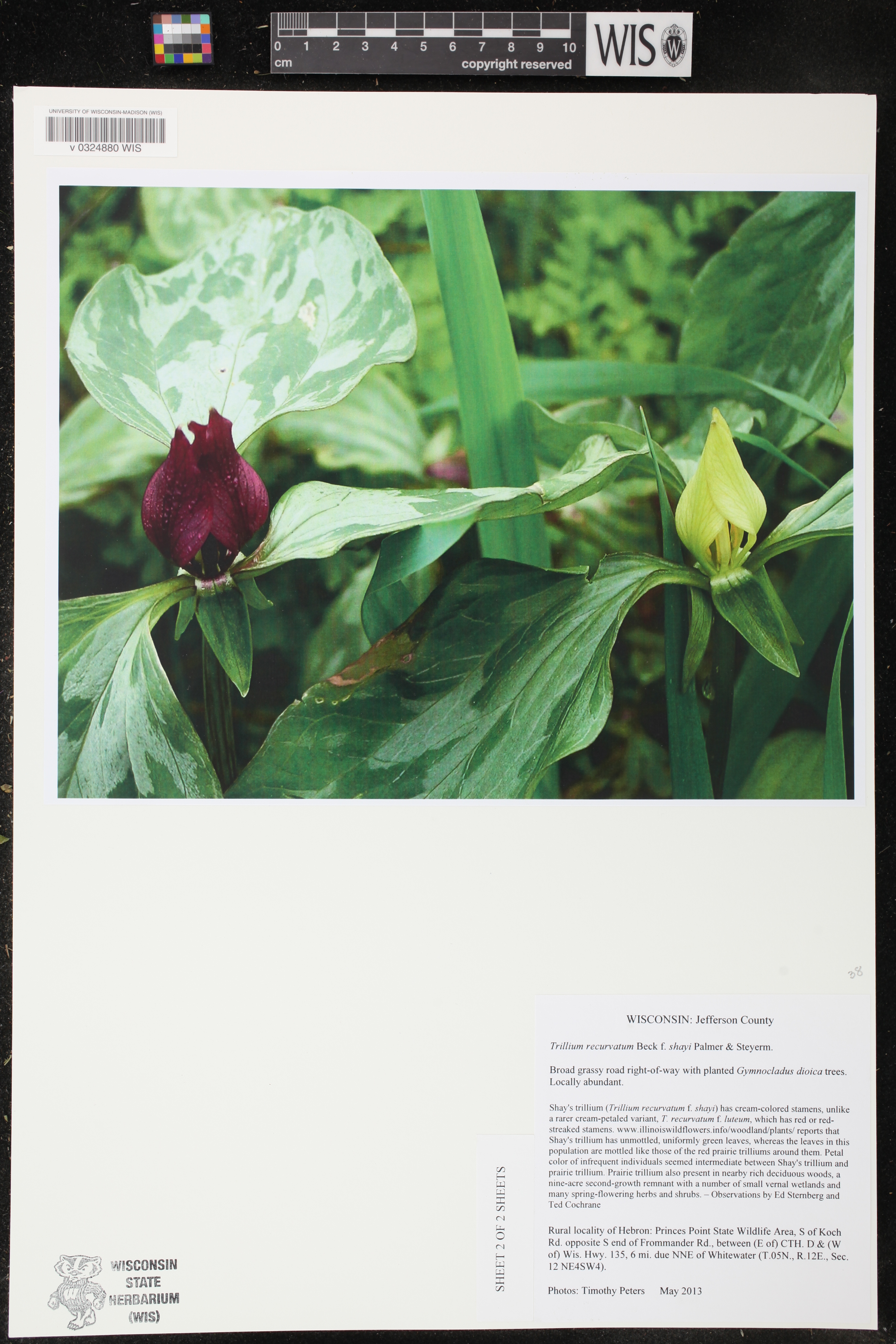 Trillium recurvatum image