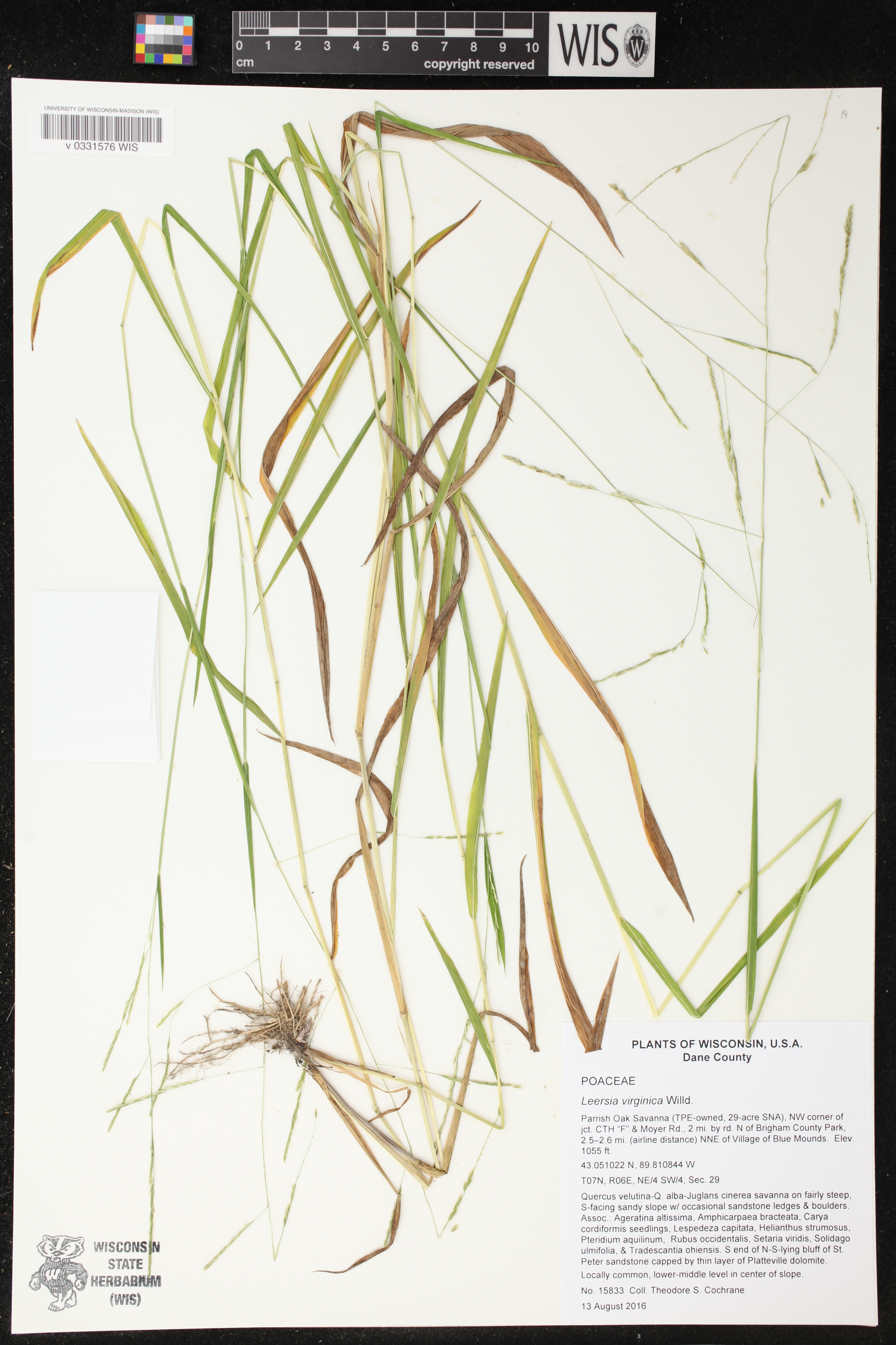 Leersia virginica image
