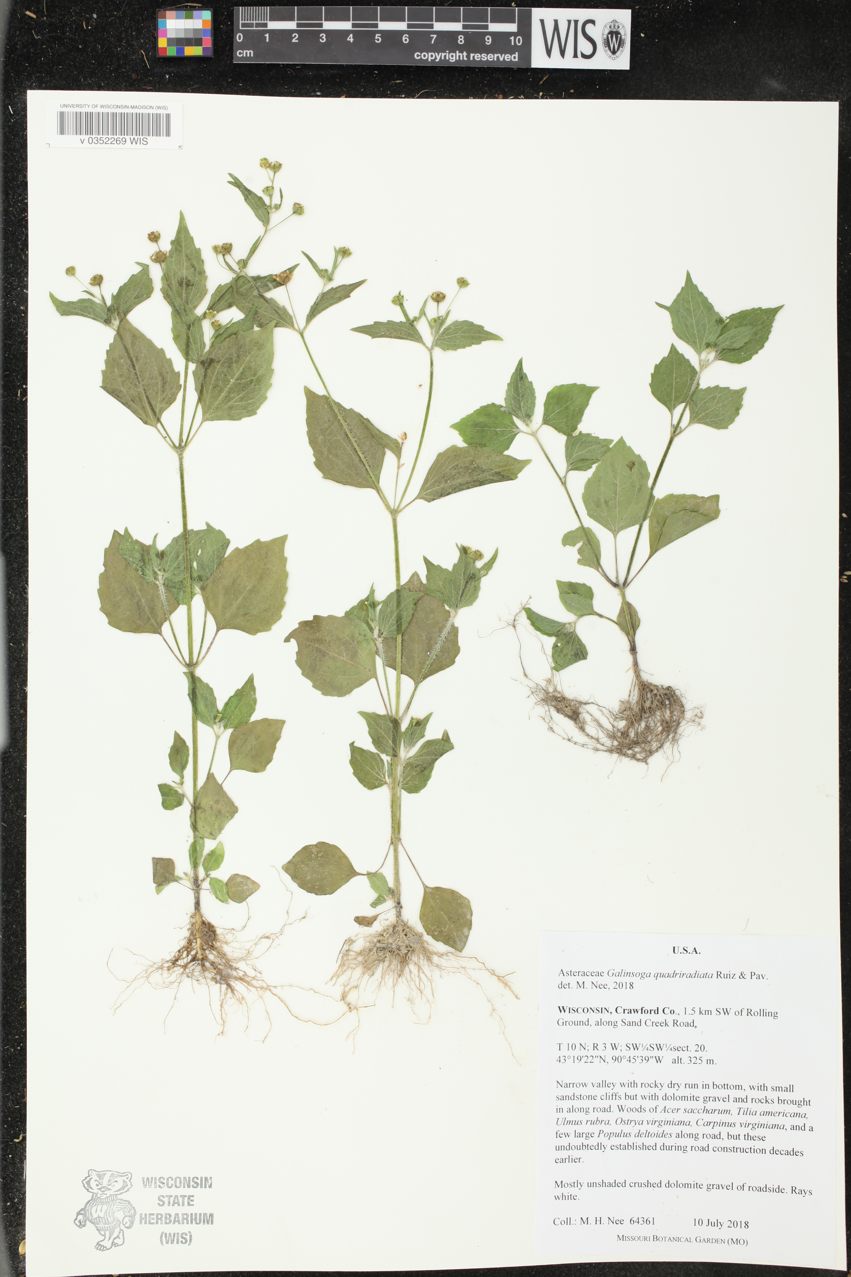 Galinsoga quadriradiata image