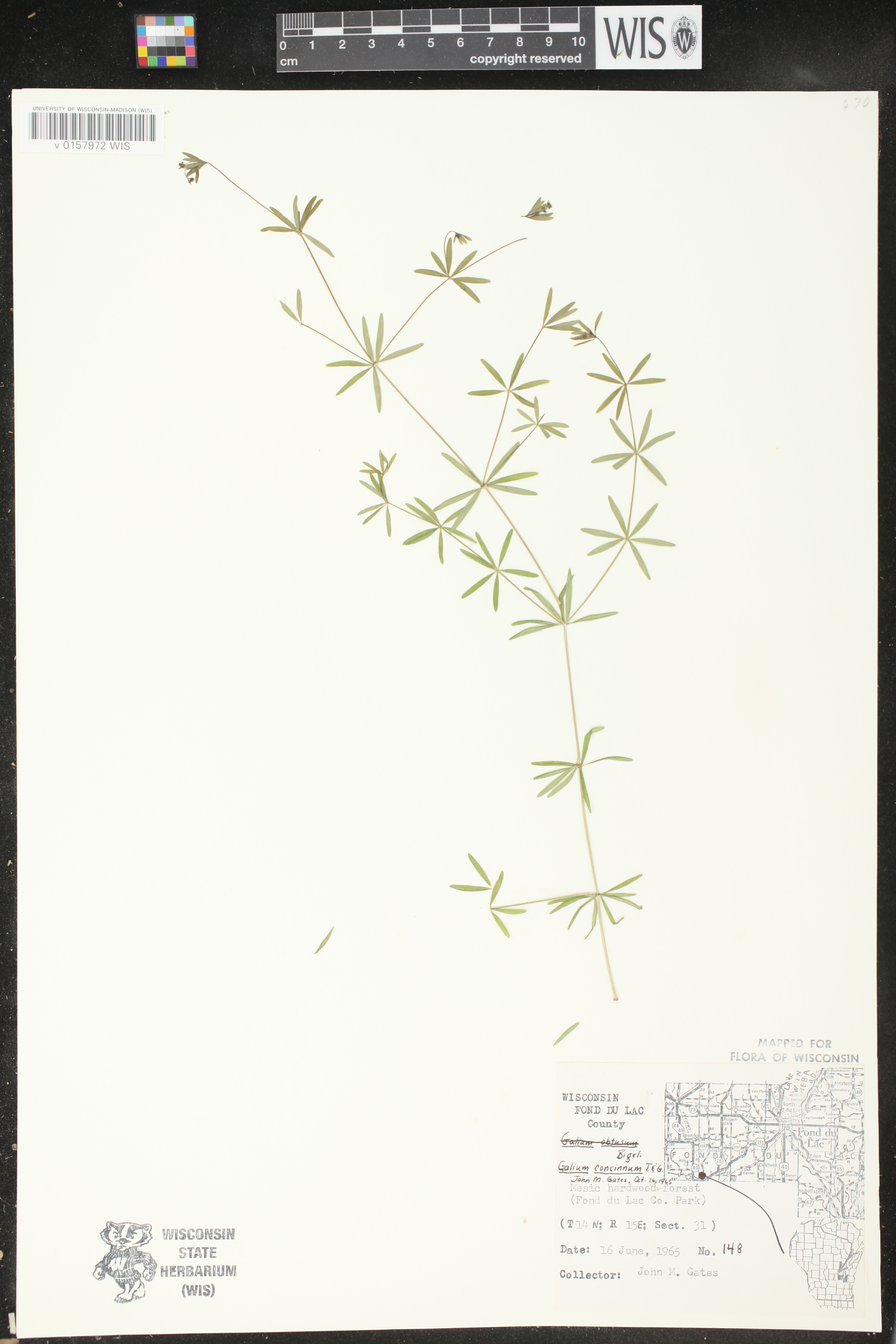Galium concinnum image