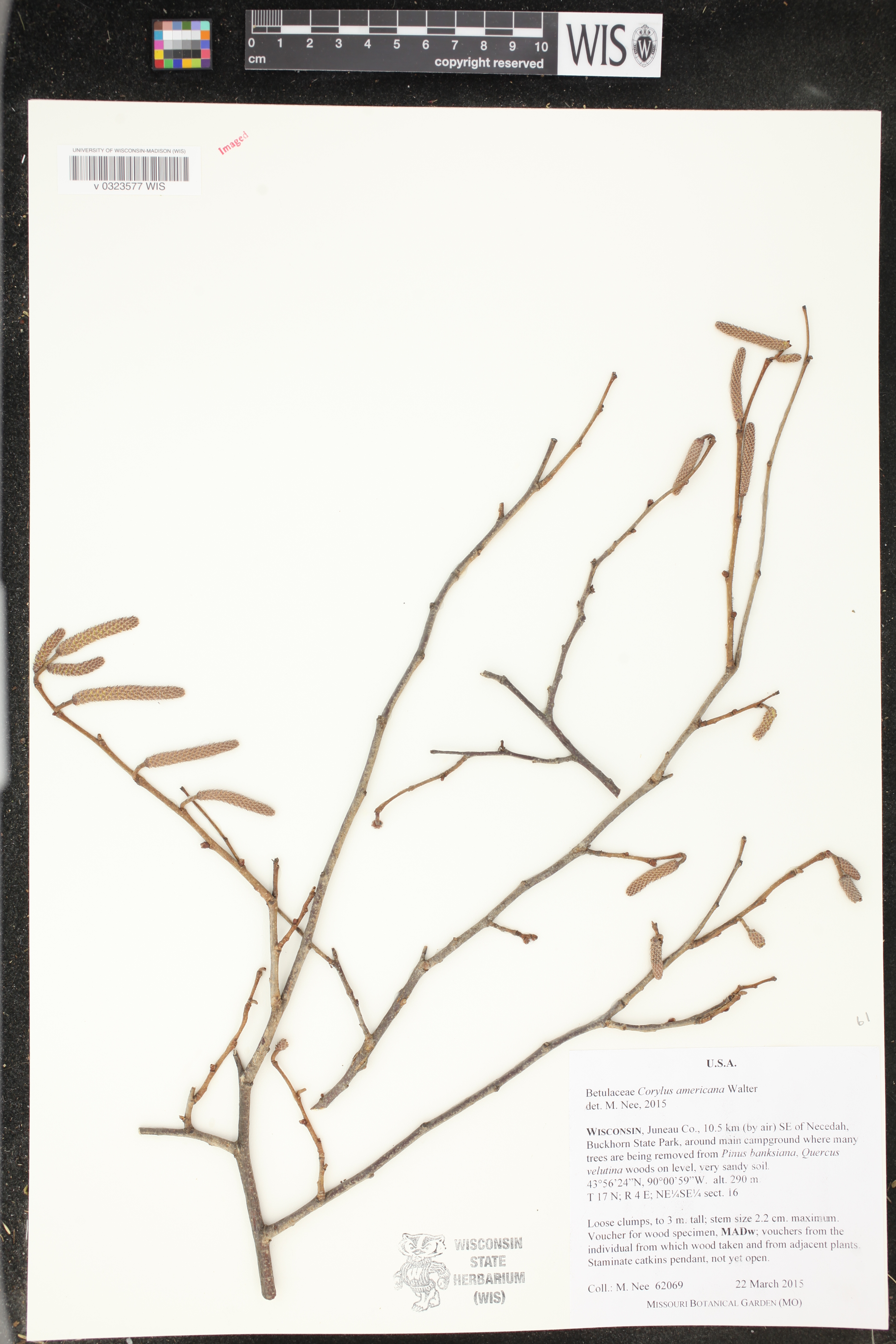 Corylus americana image