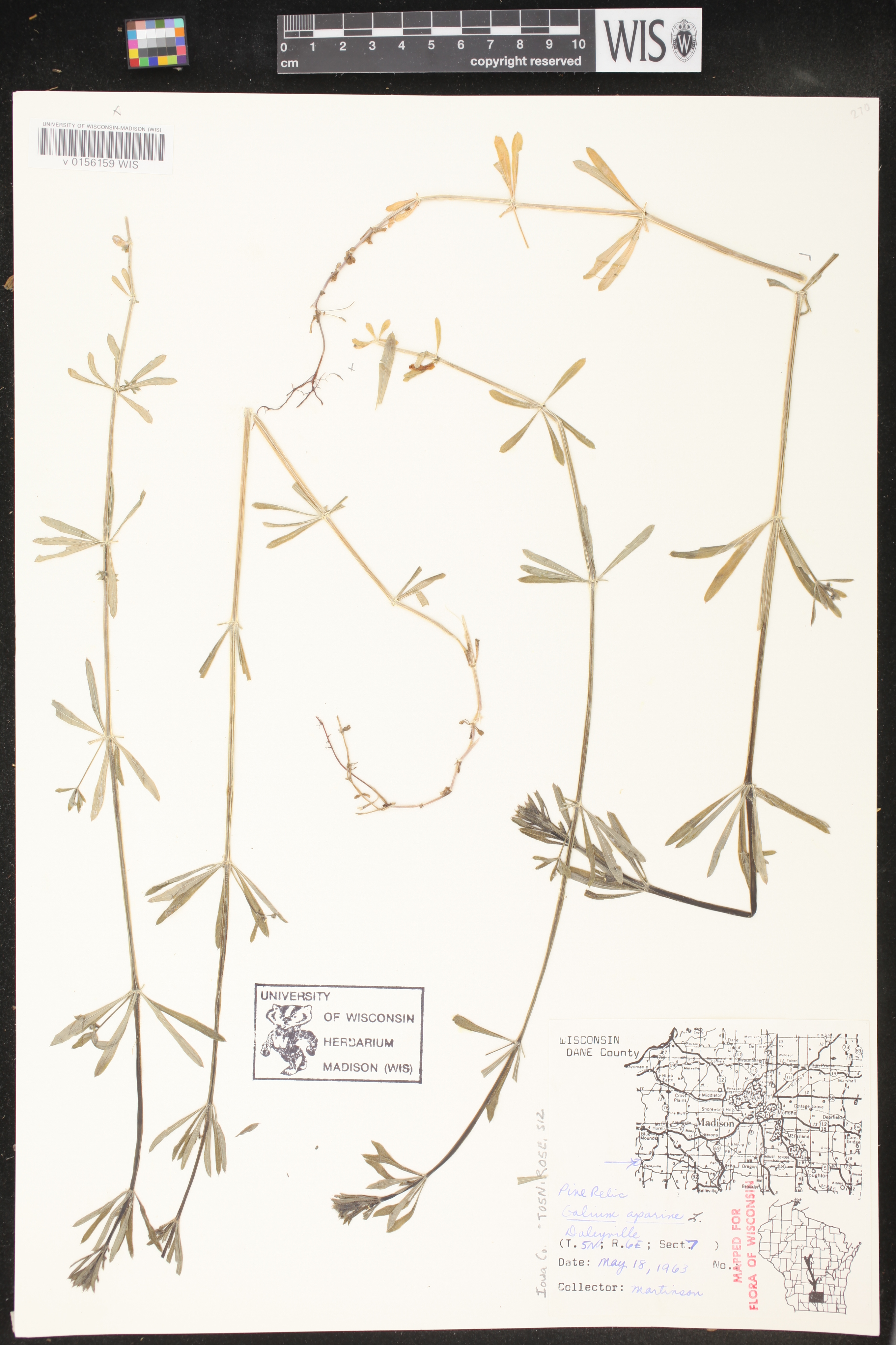 Galium aparine image