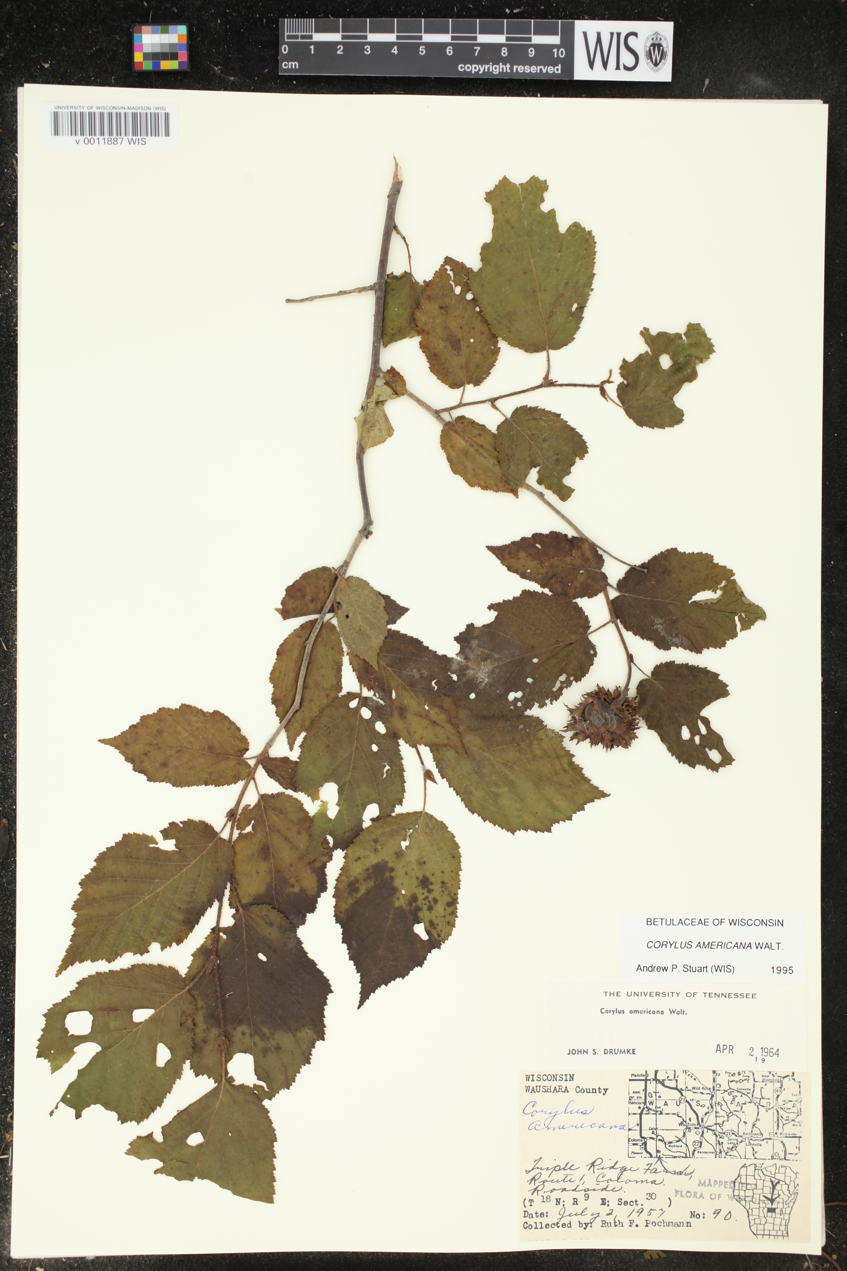 Corylus americana image