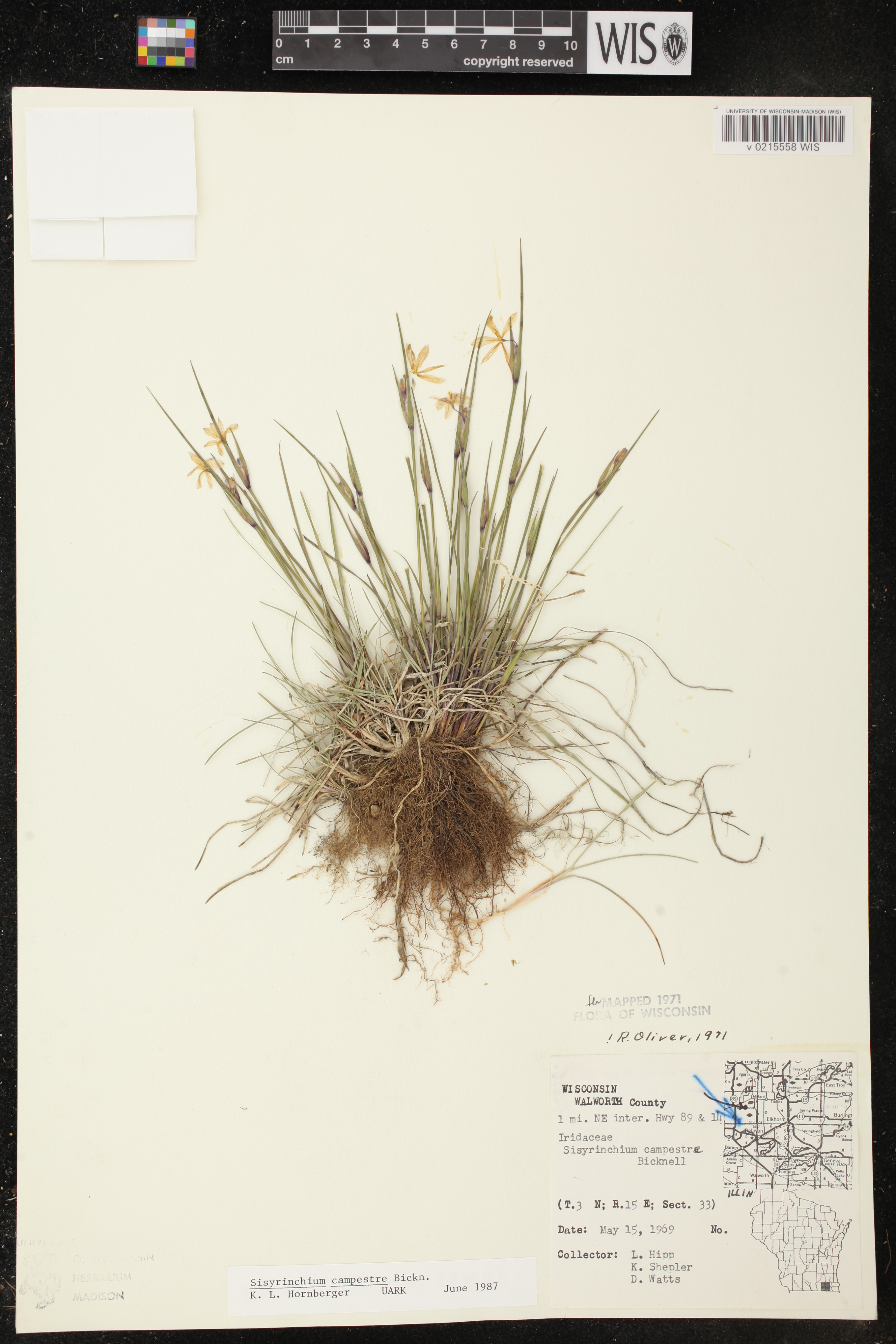 Sisyrinchium campestre image