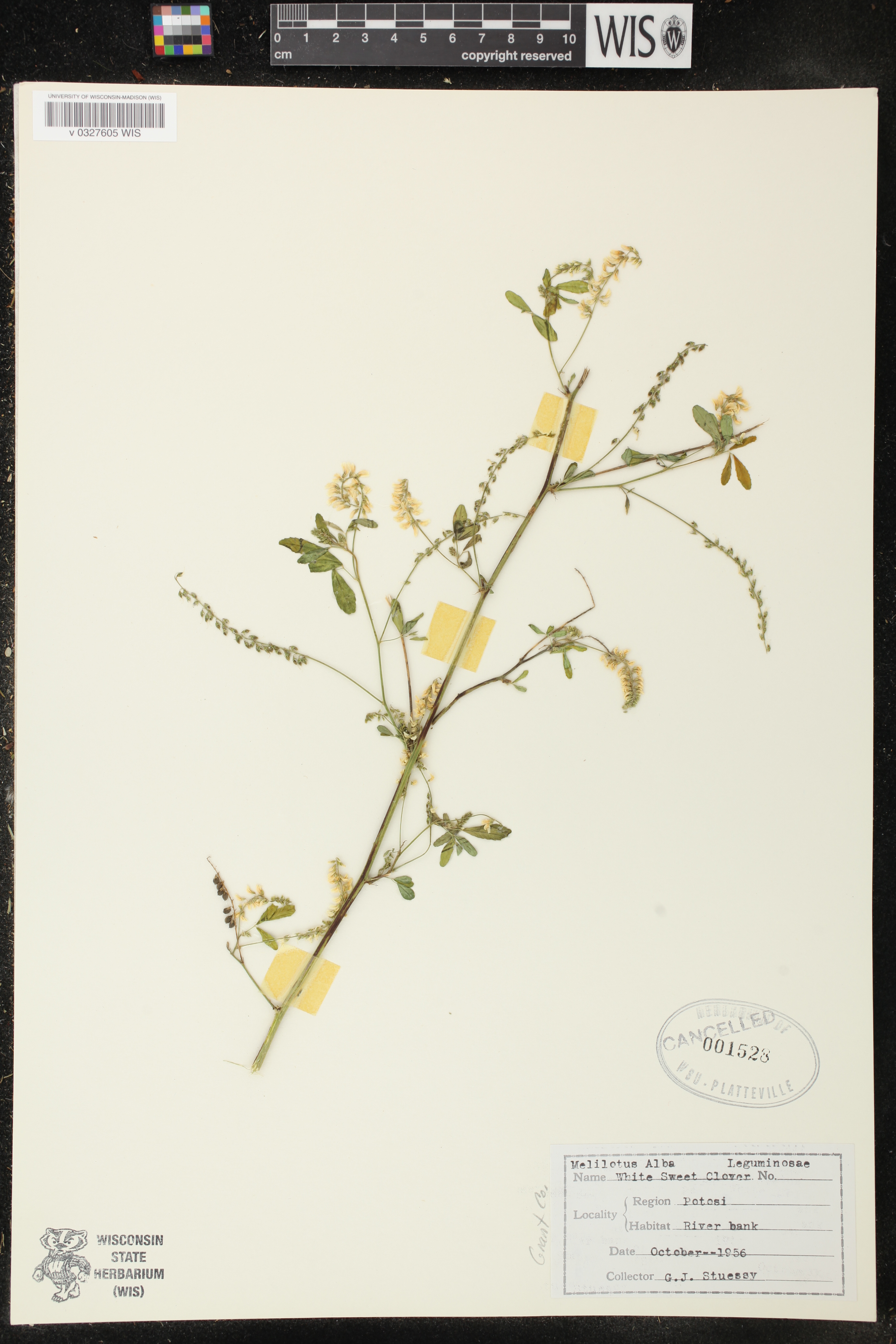 Melilotus albus image