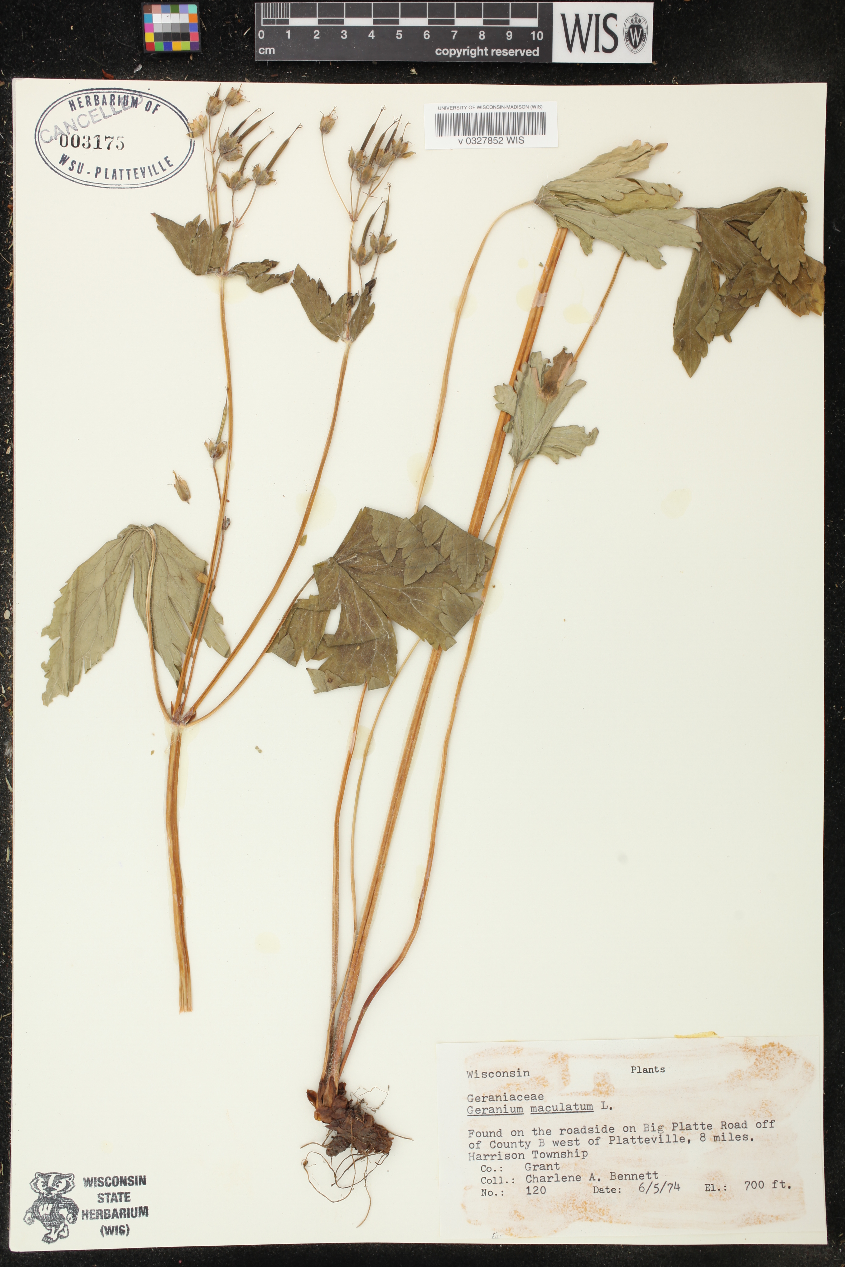 Geranium maculatum image