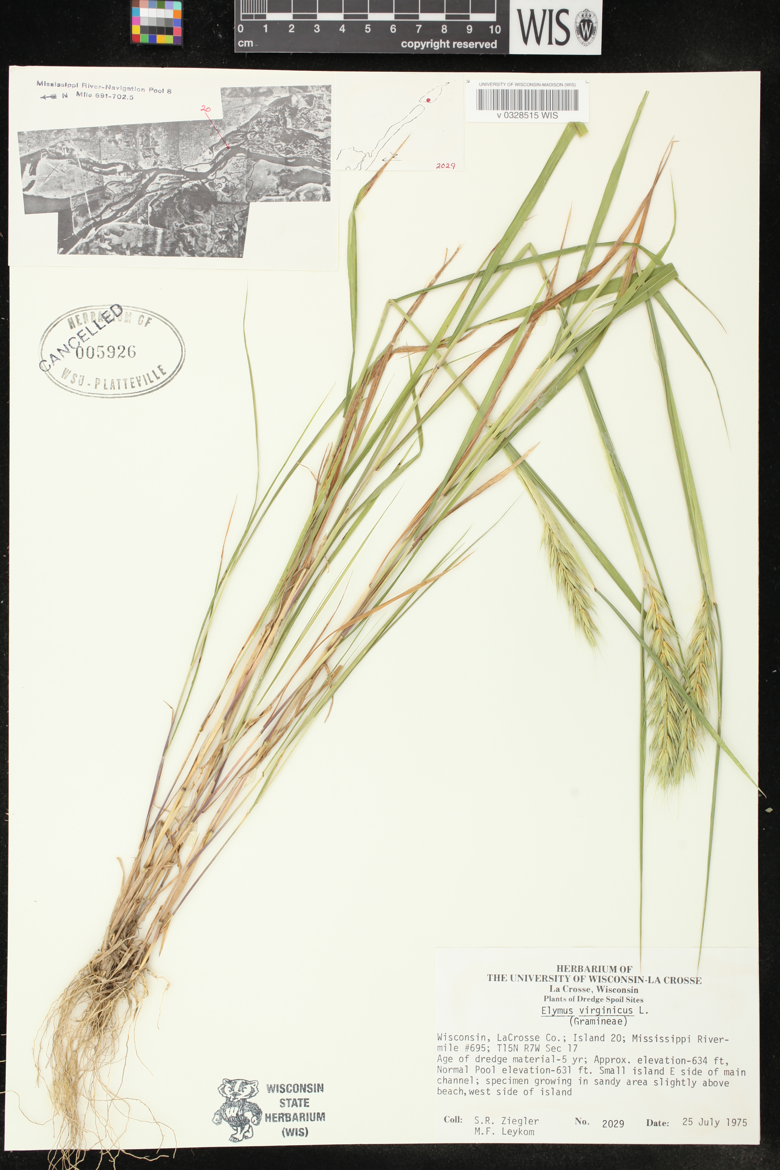 Elymus virginicus var. virginicus image