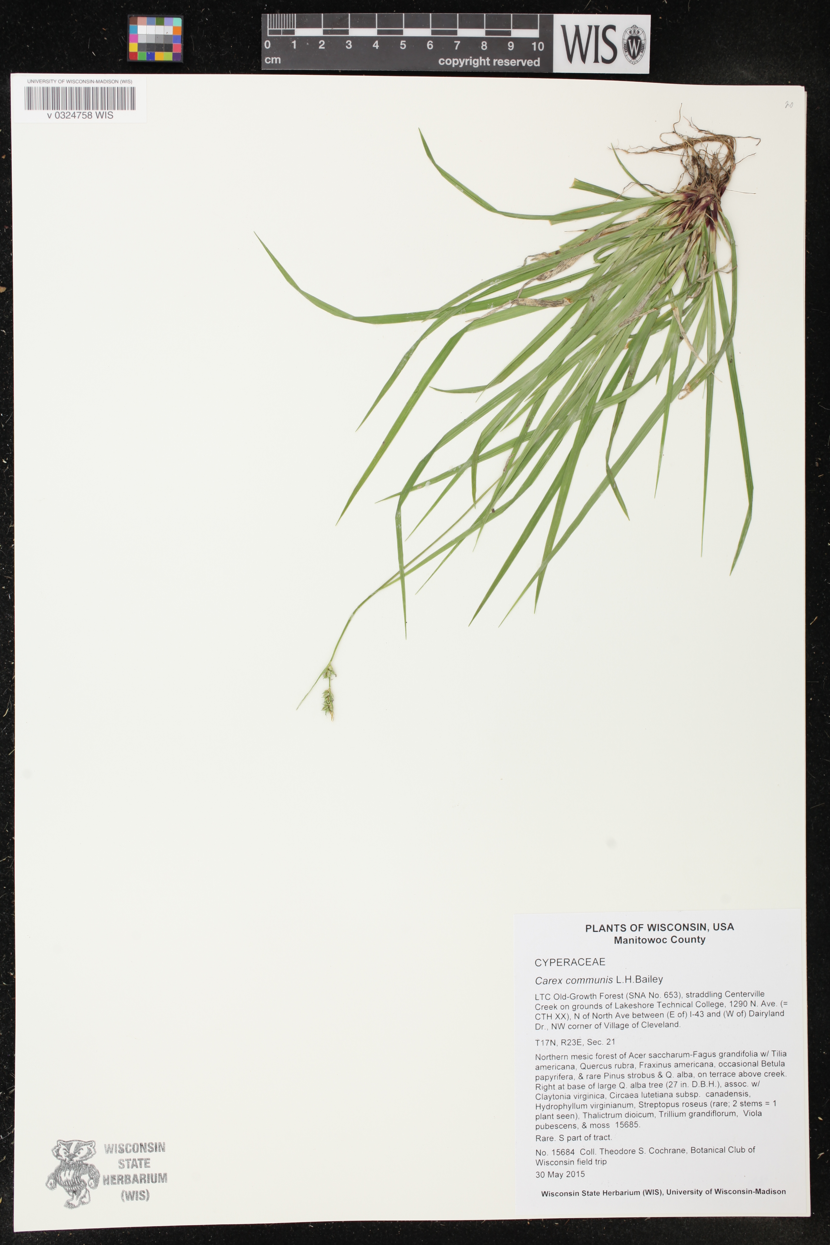 Carex communis image