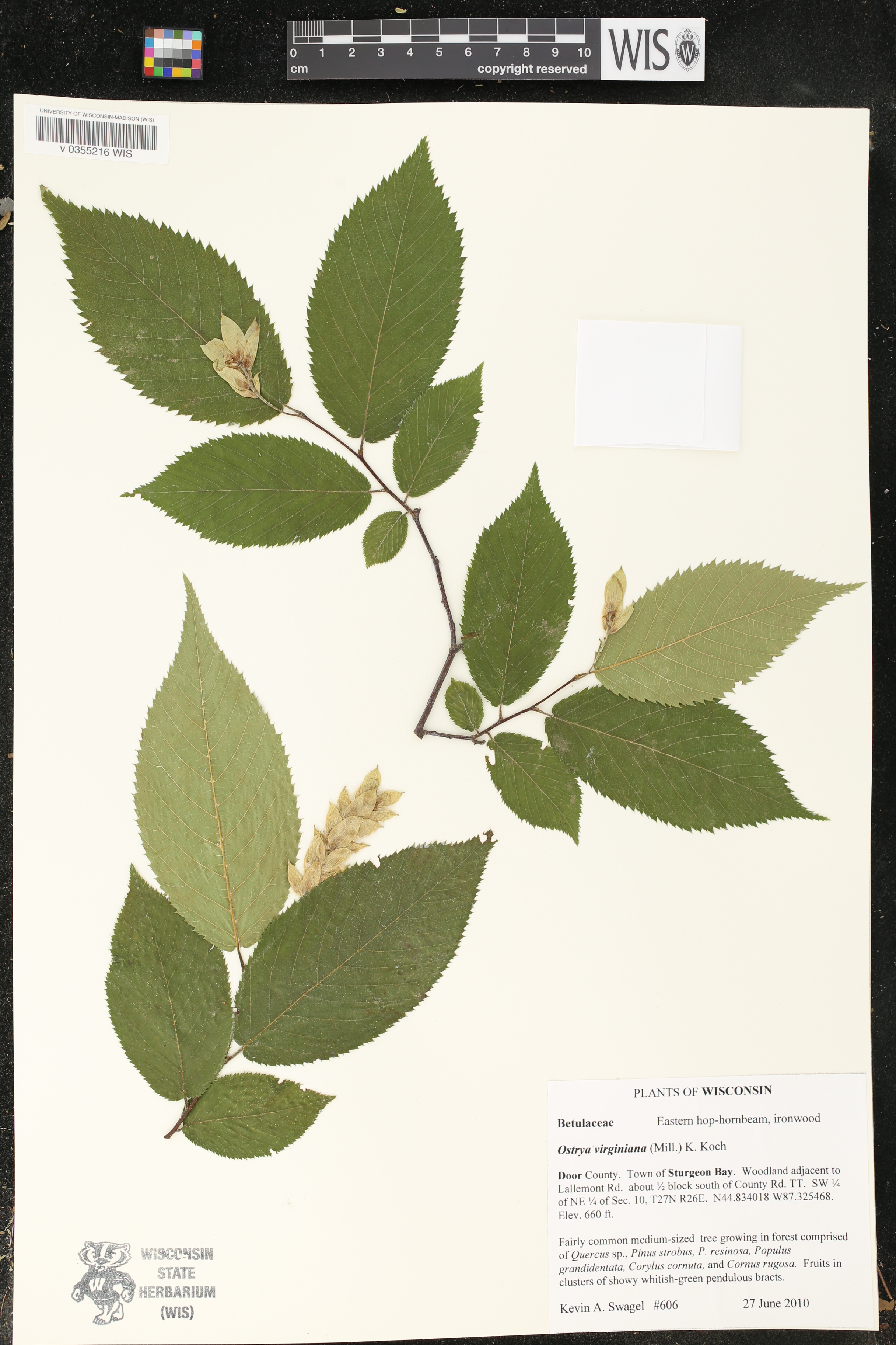 Ostrya virginiana image