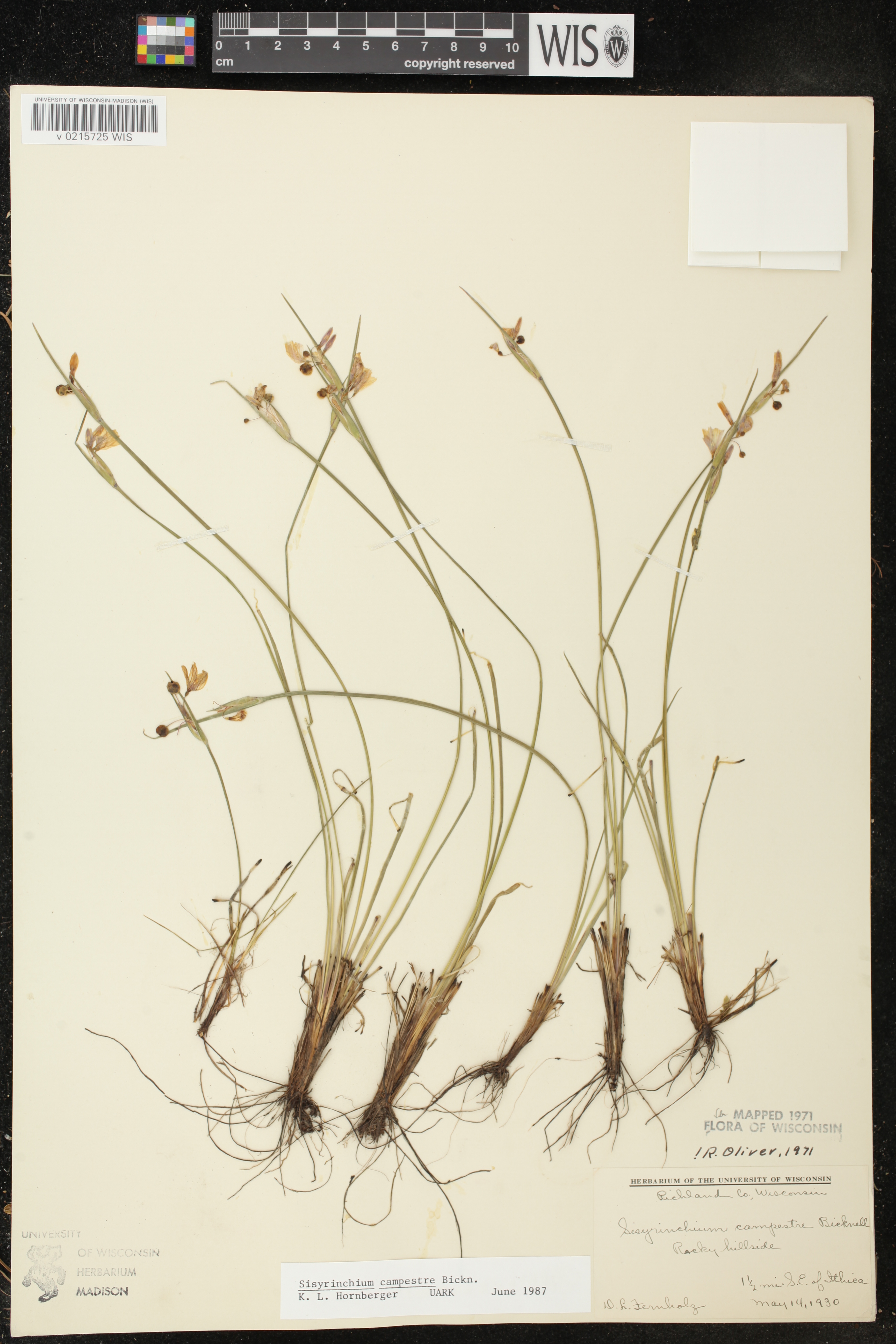 Sisyrinchium campestre image