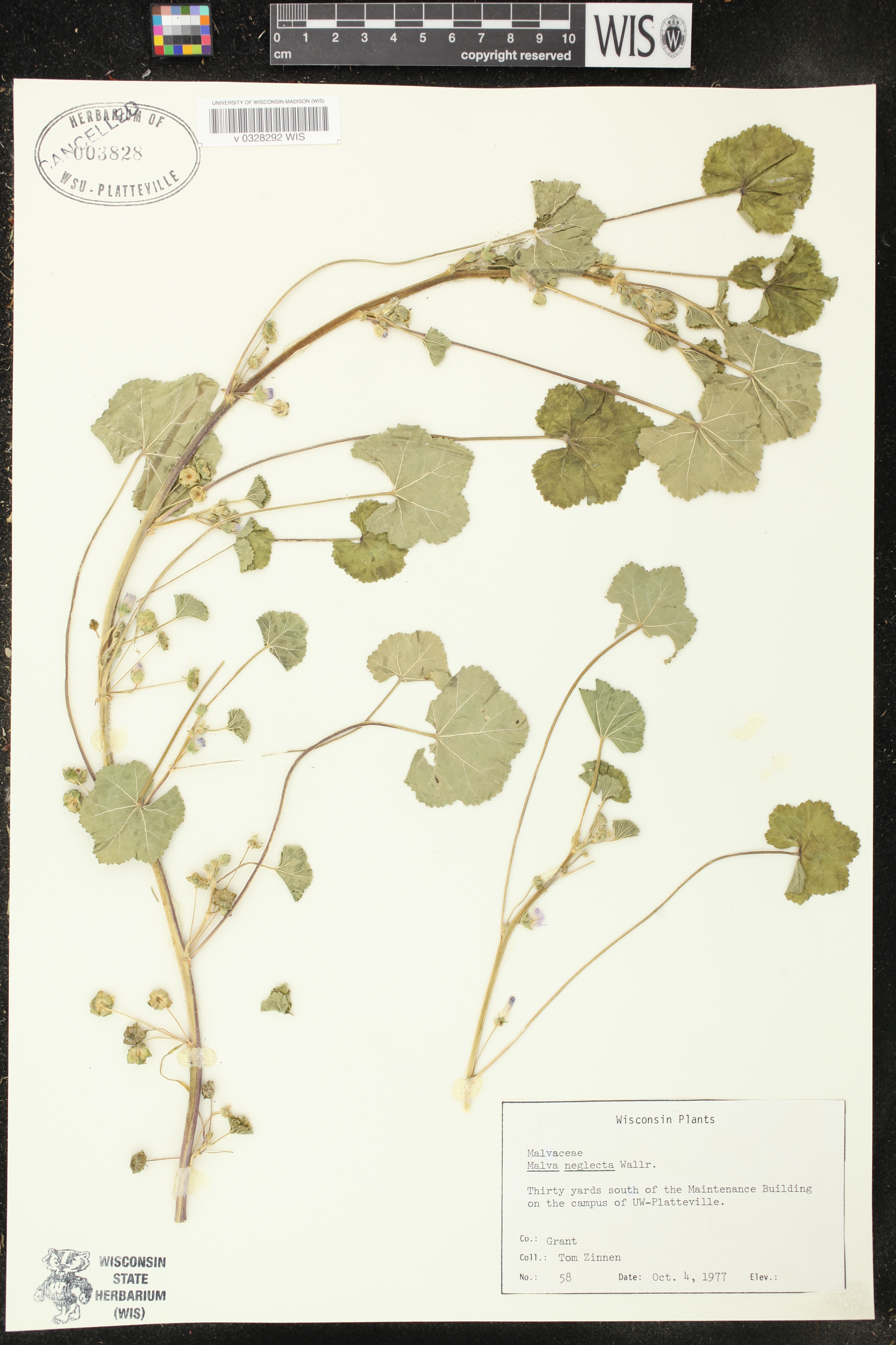 Malva neglecta image