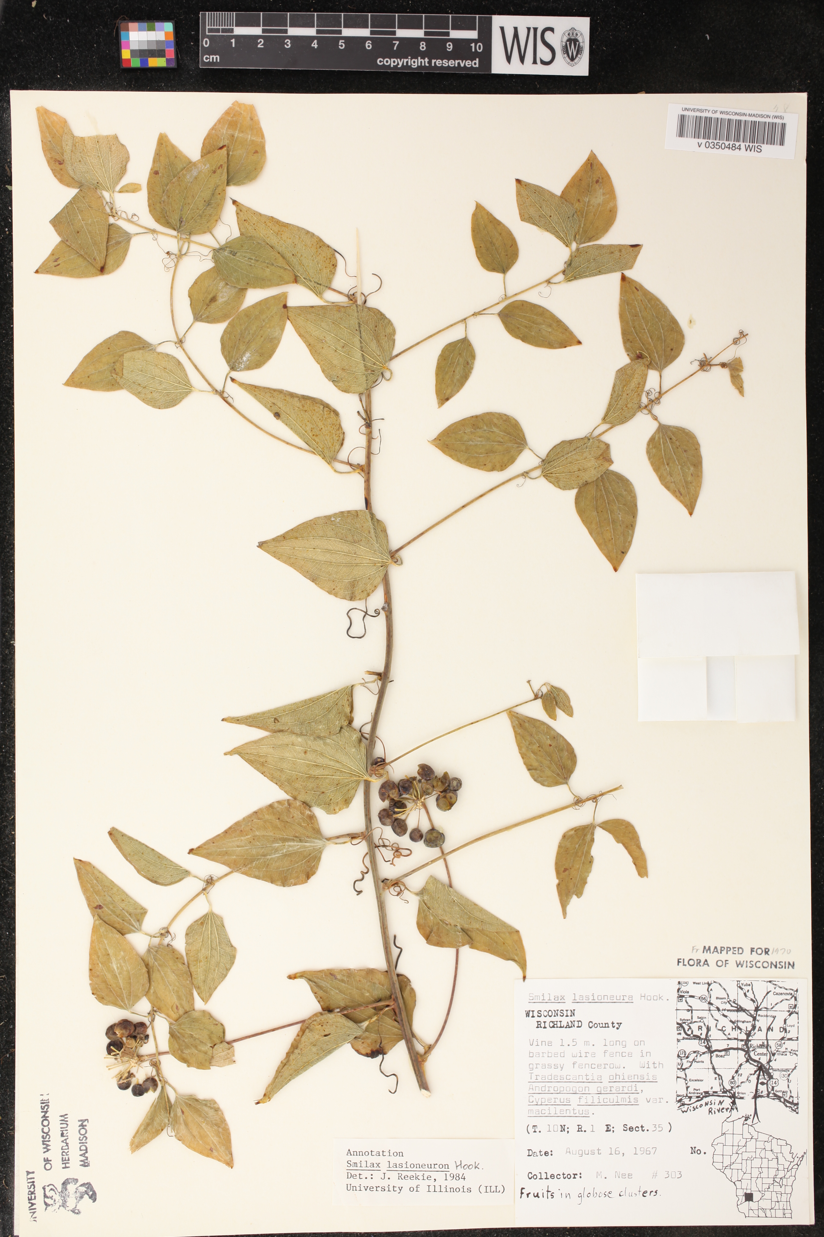 Smilax lasioneura image