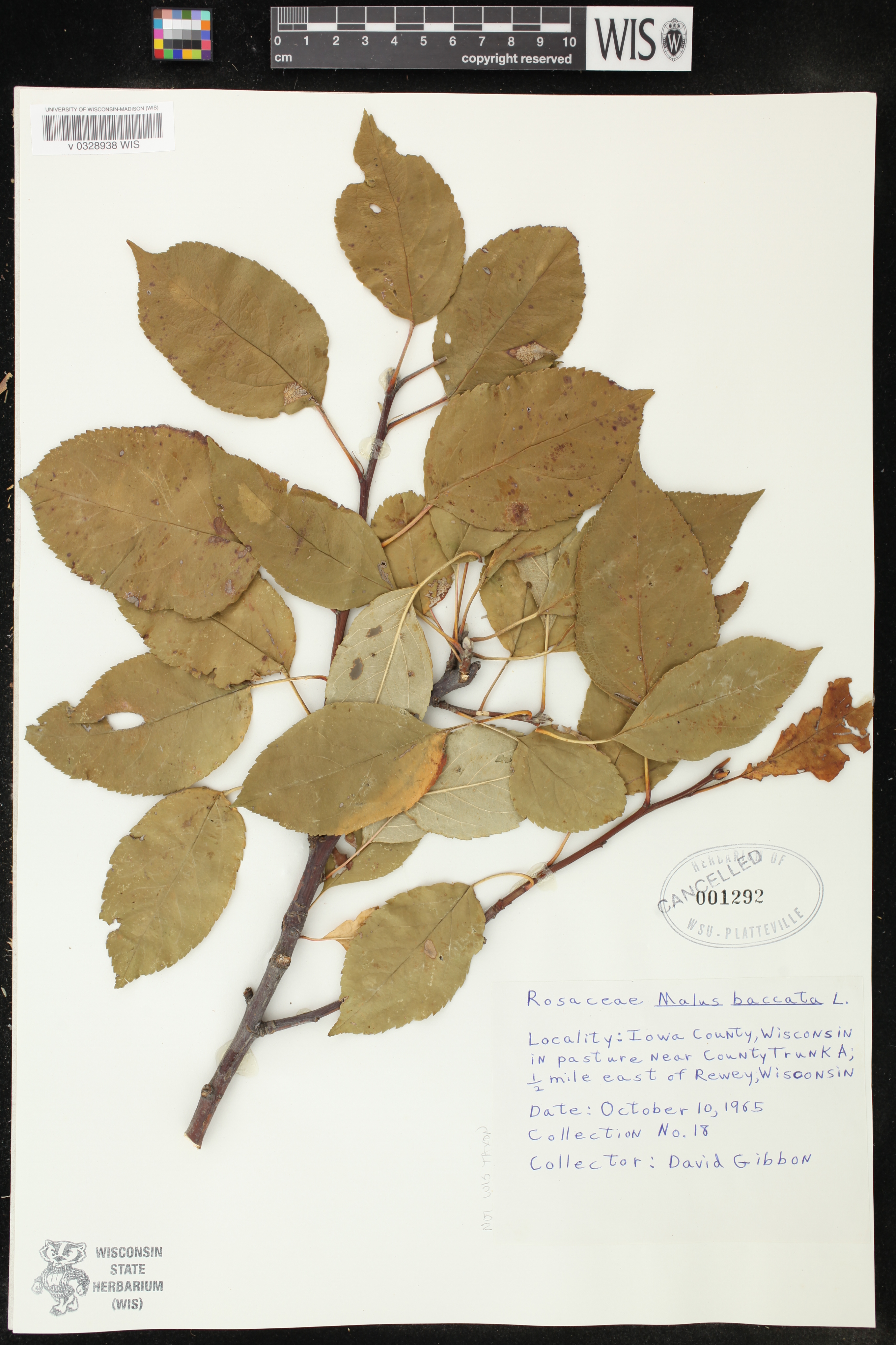 Malus pumila image