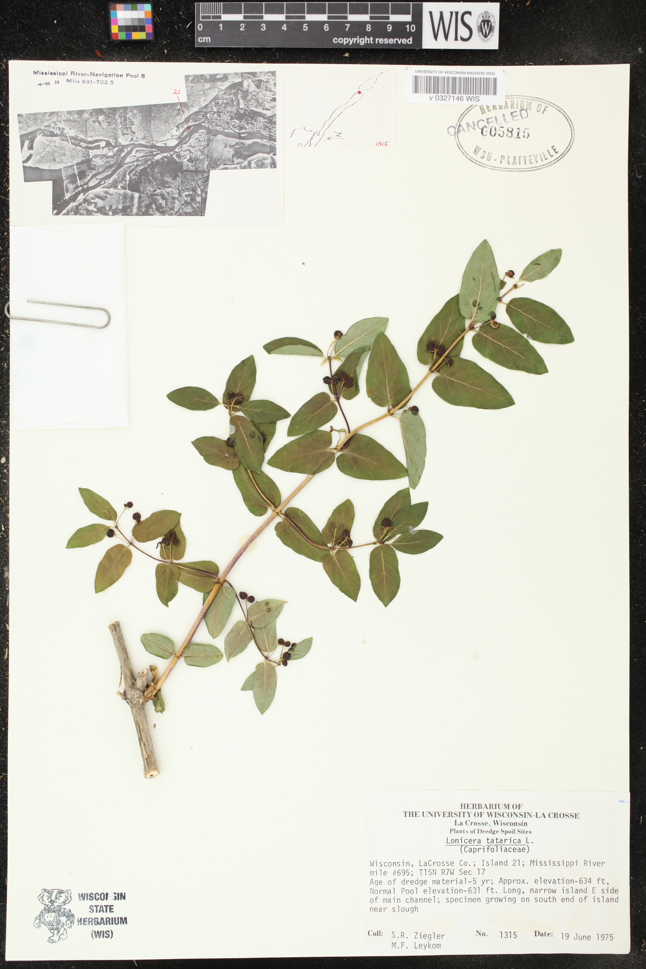 Lonicera tatarica image