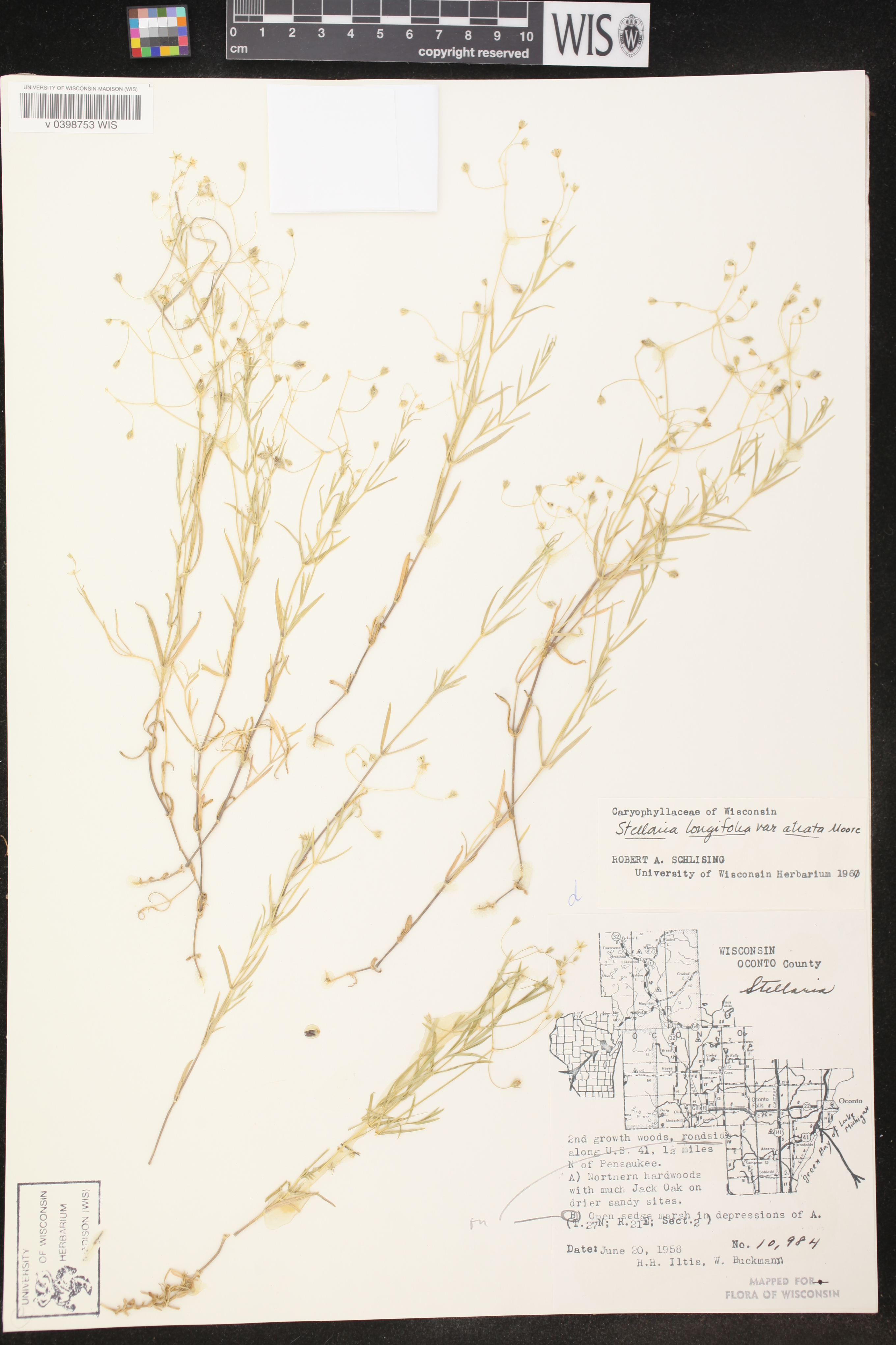 Stellaria longifolia image