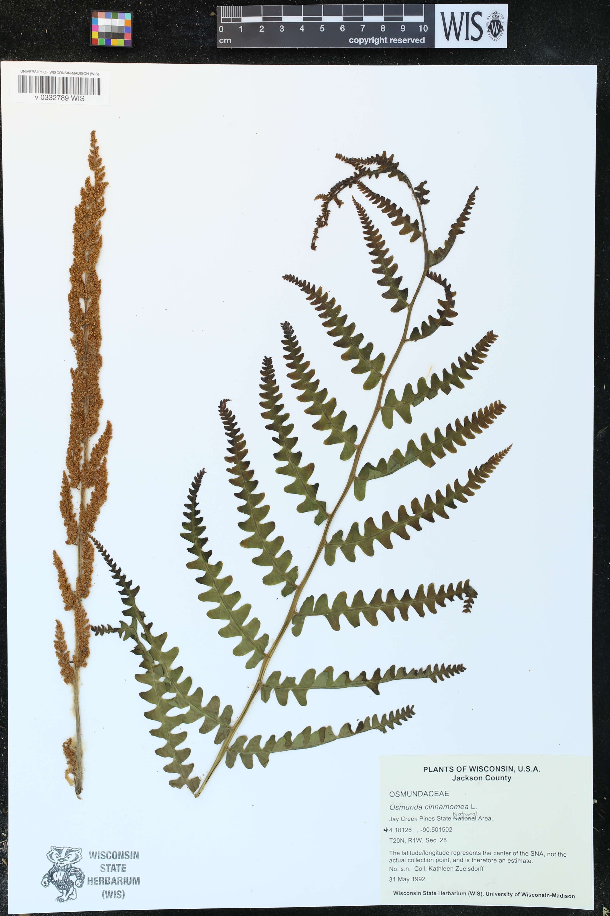 Osmunda cinnamomea image