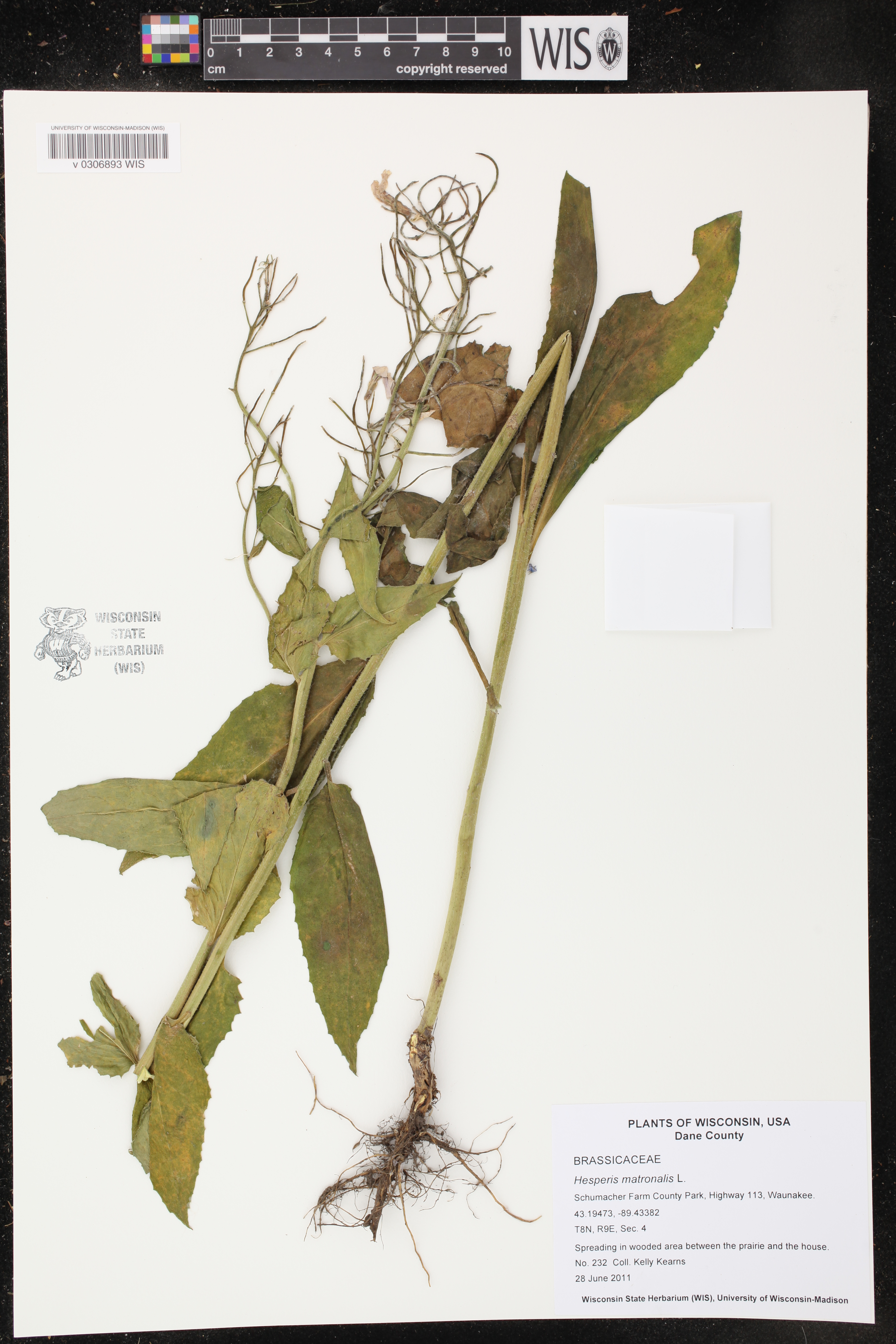 Hesperis matronalis image