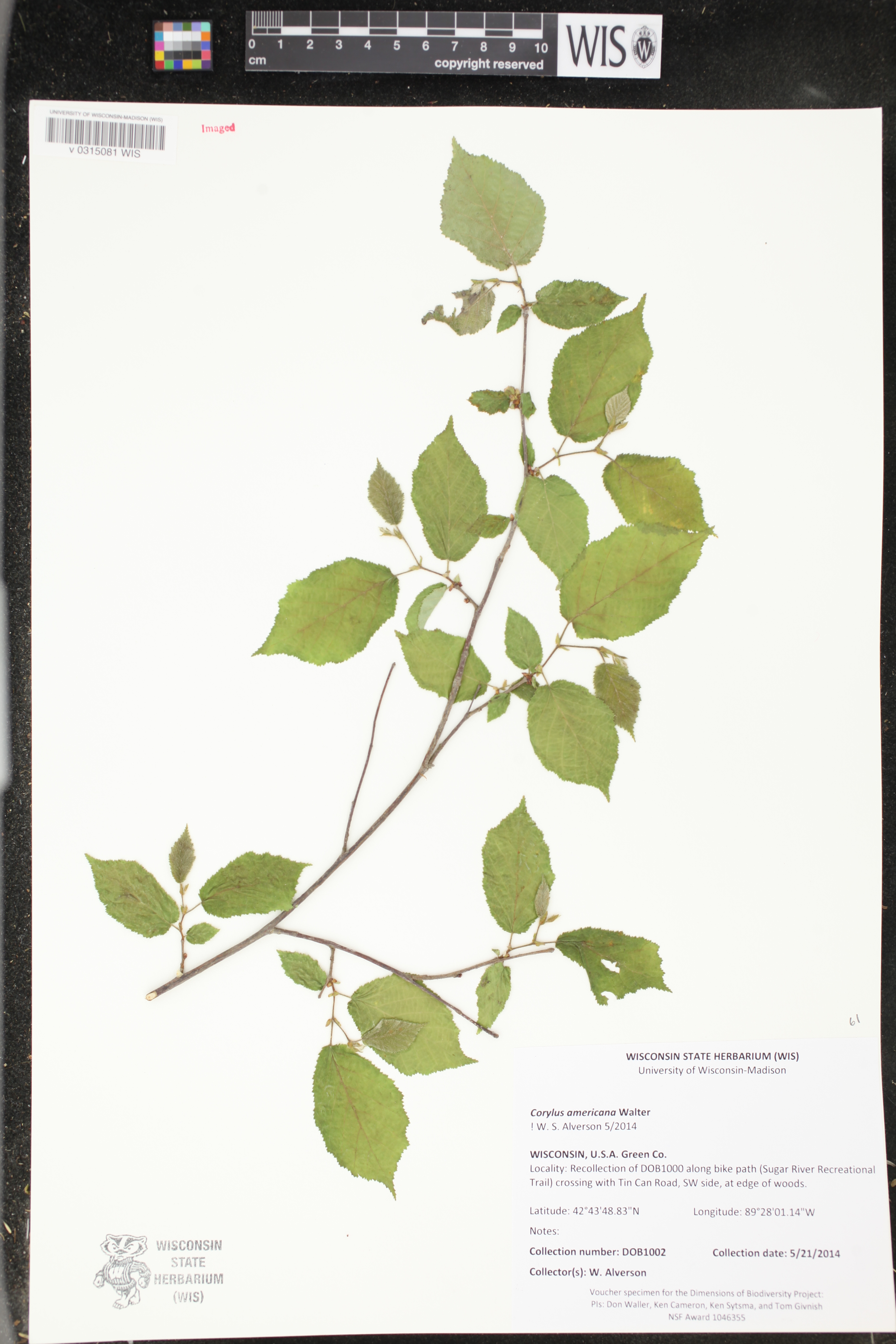 Corylus americana image