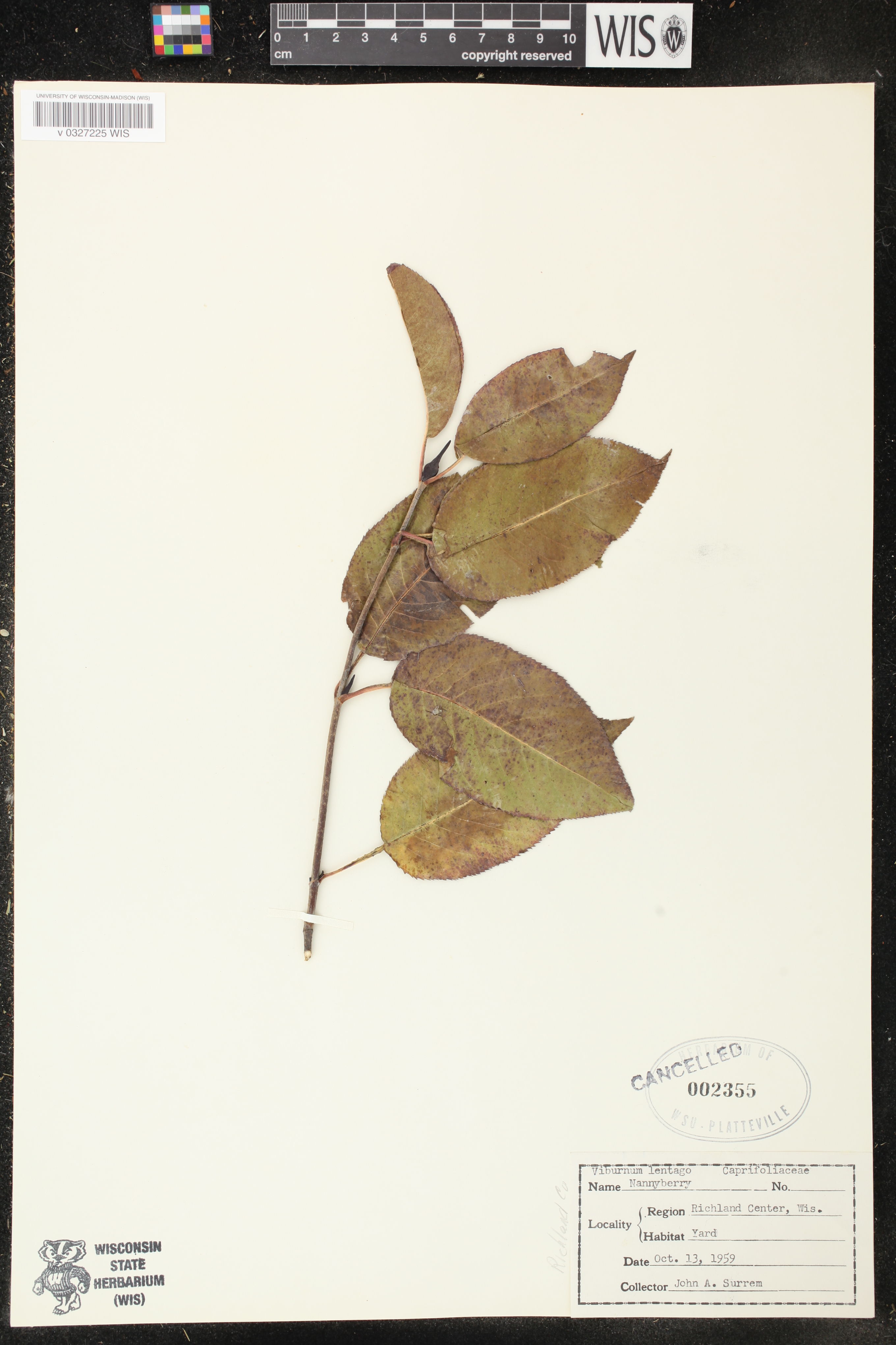 Viburnum lentago image