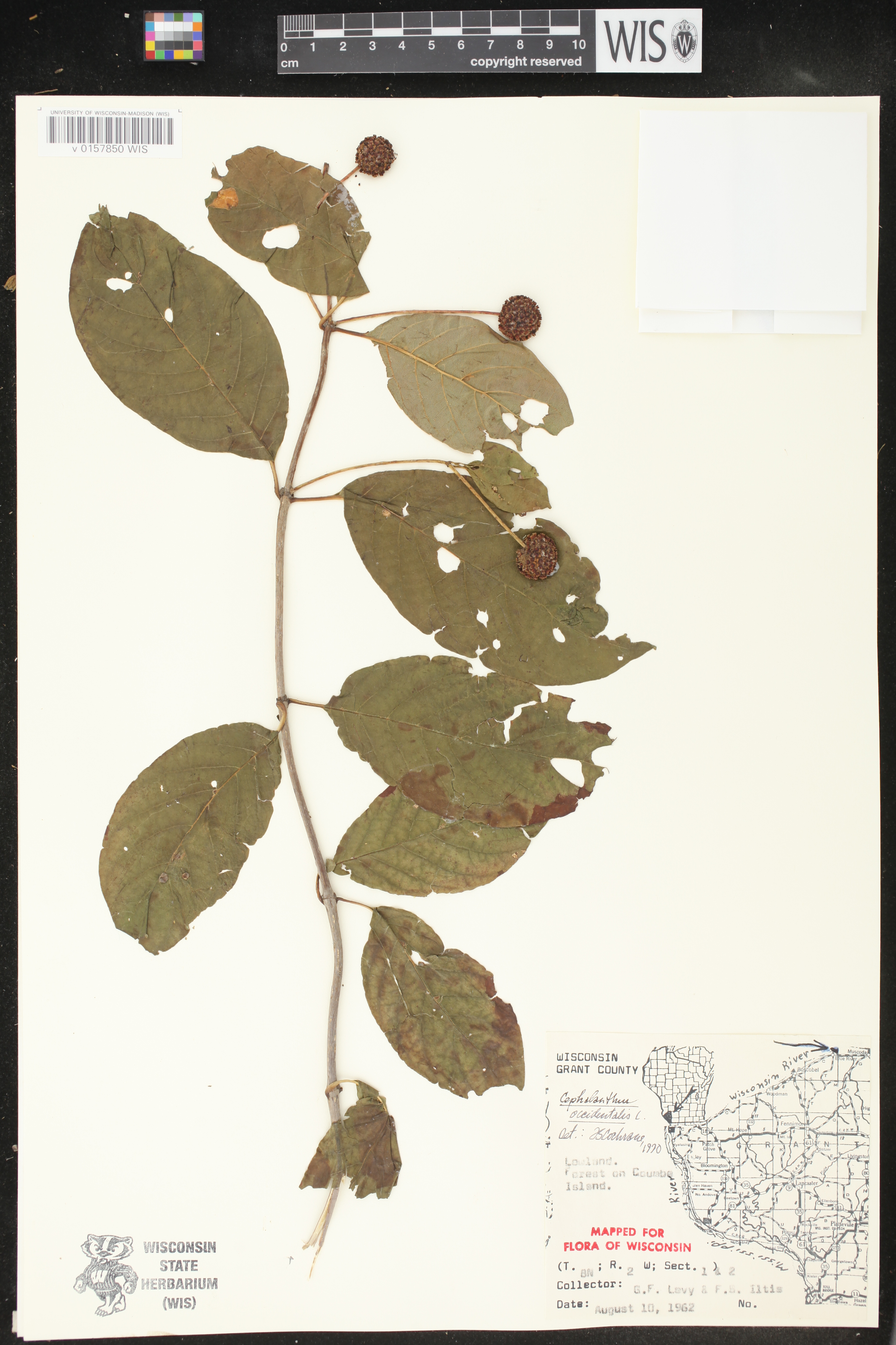 Cephalanthus occidentalis image