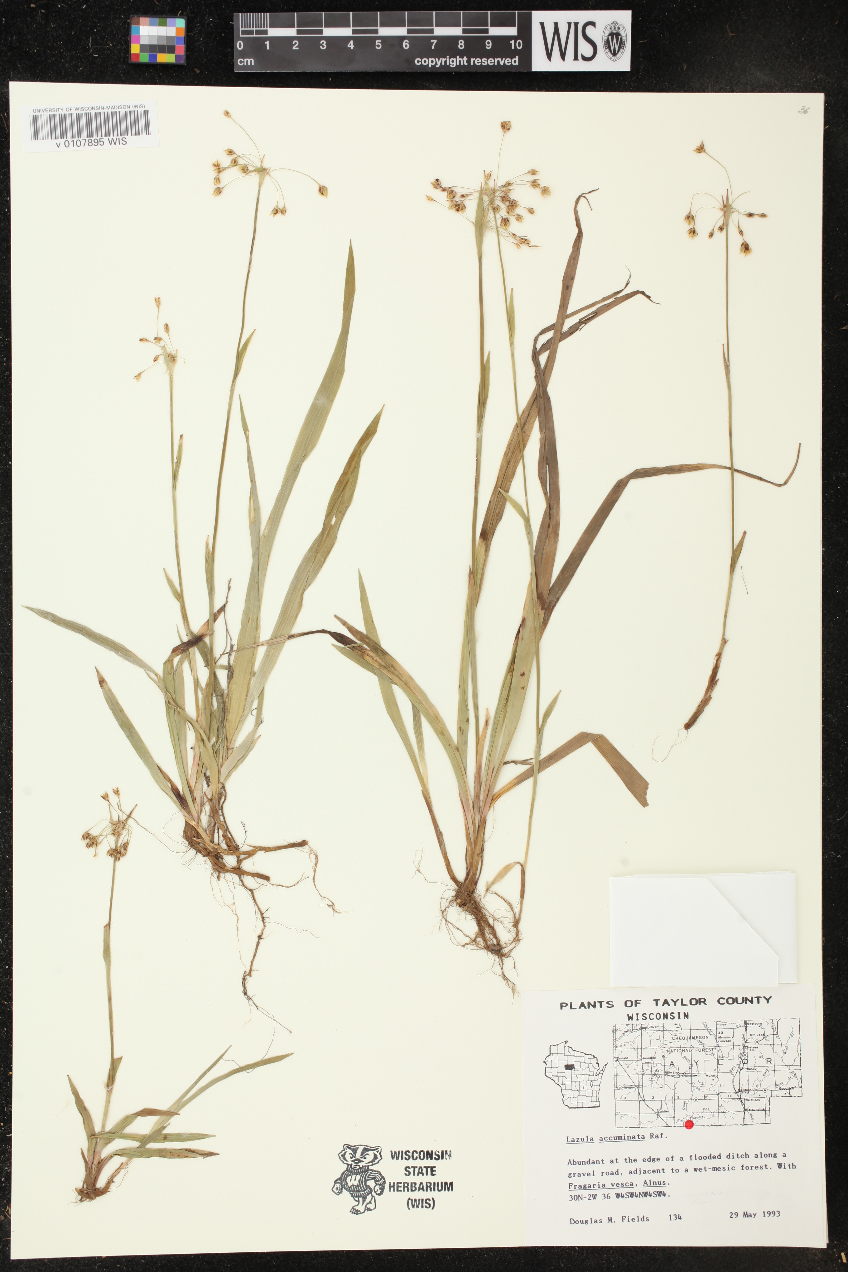 Luzula acuminata image