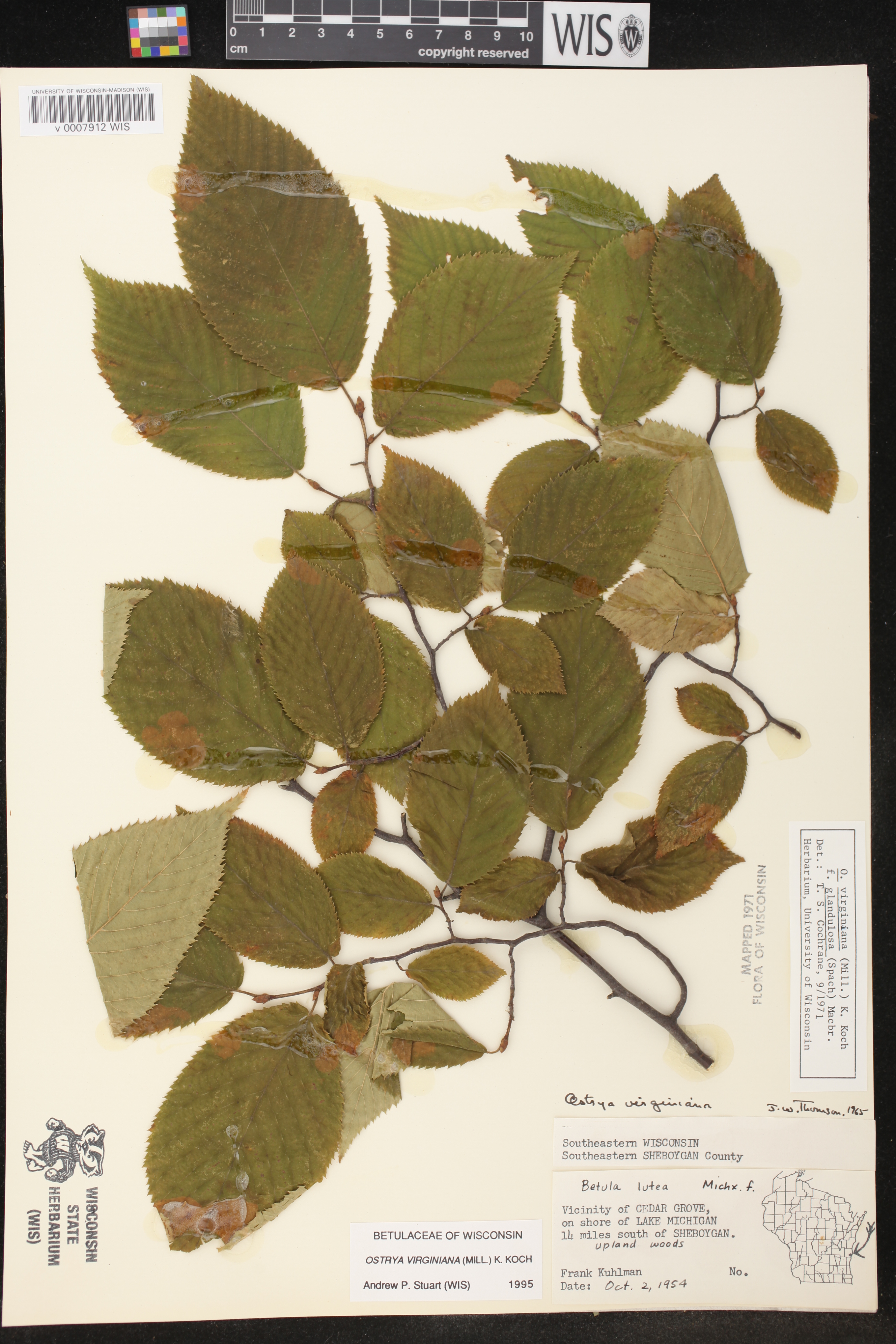 Ostrya virginiana image
