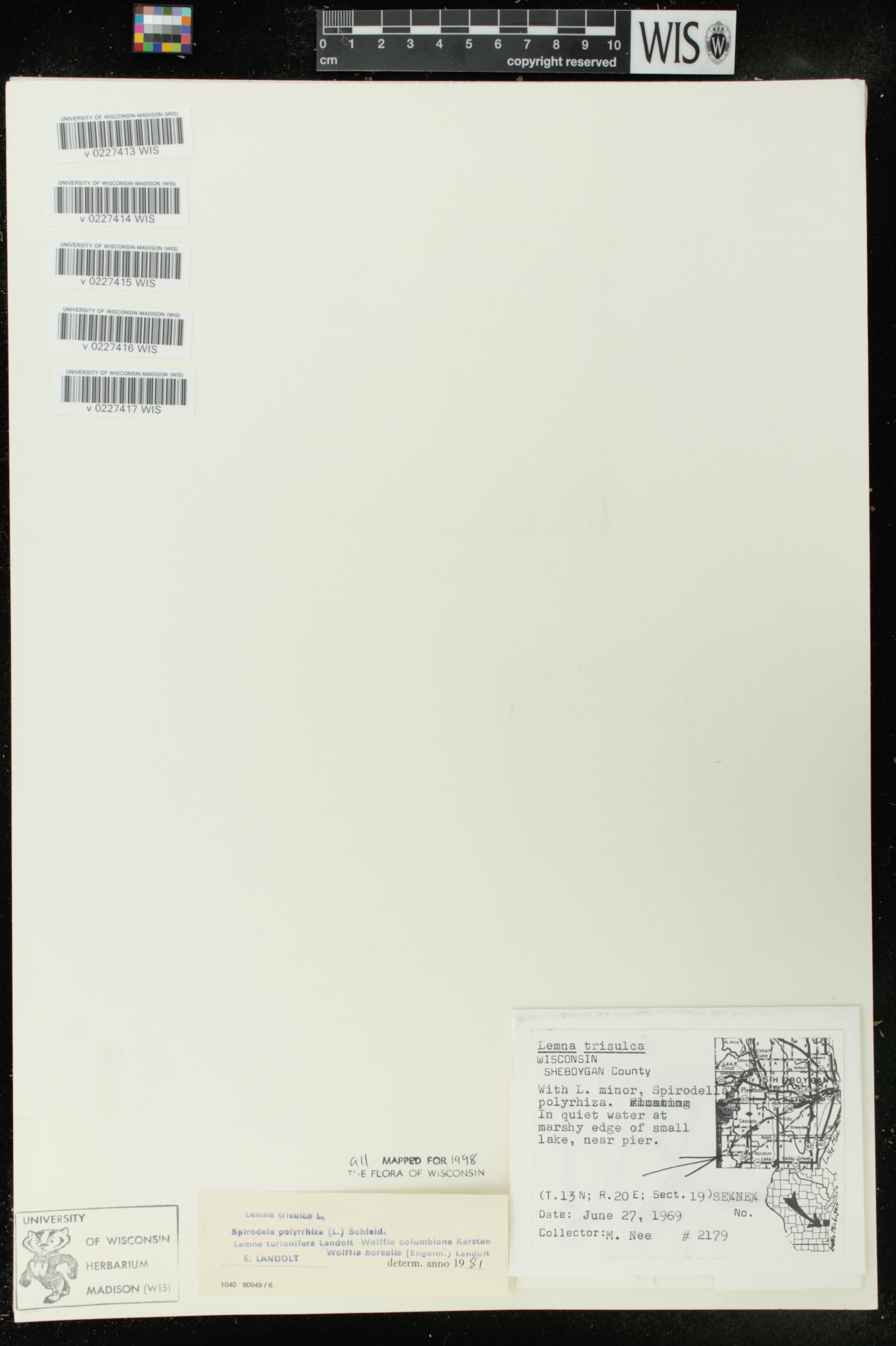 Lemna trisulca image