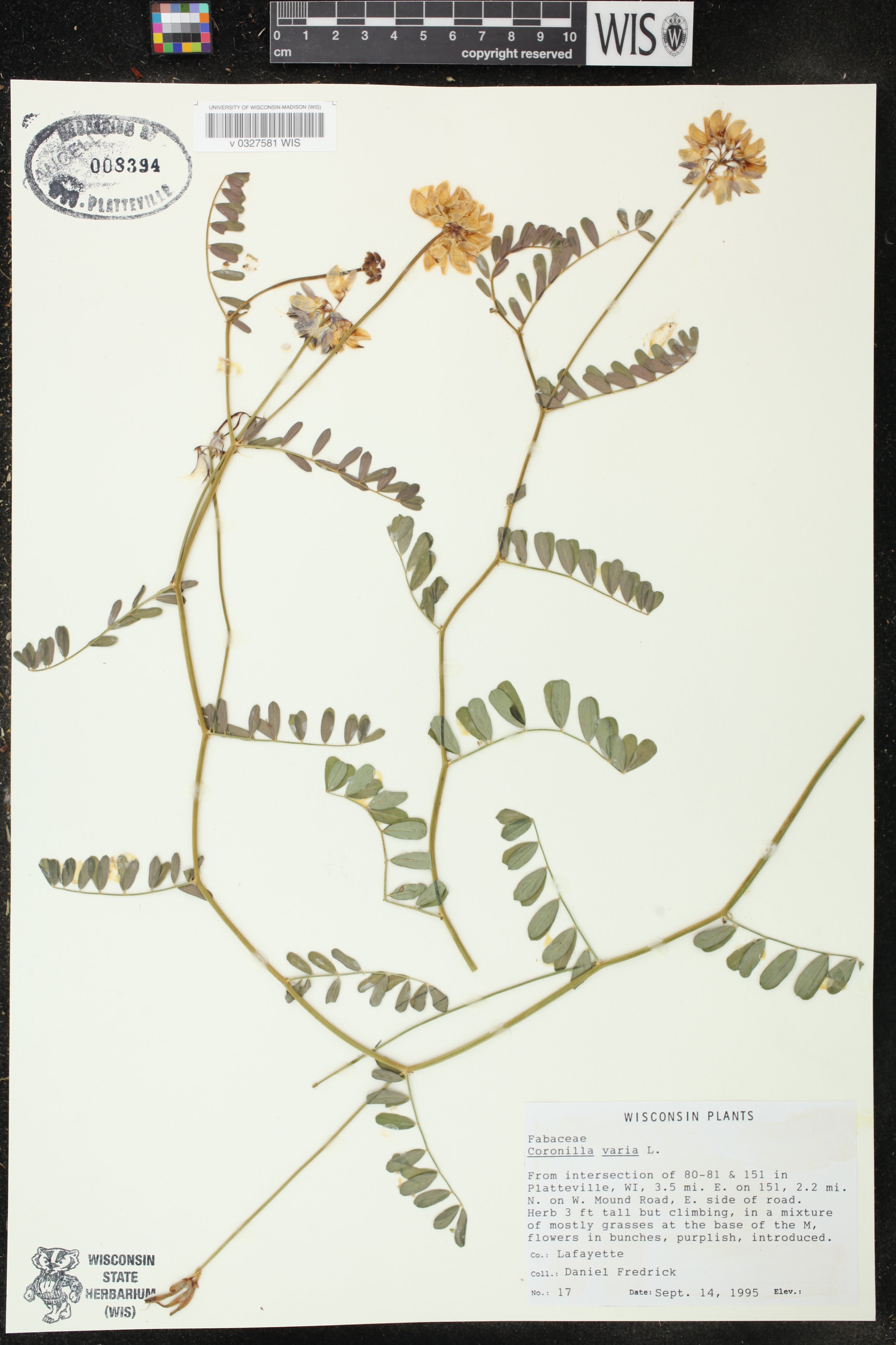 Securigera varia image
