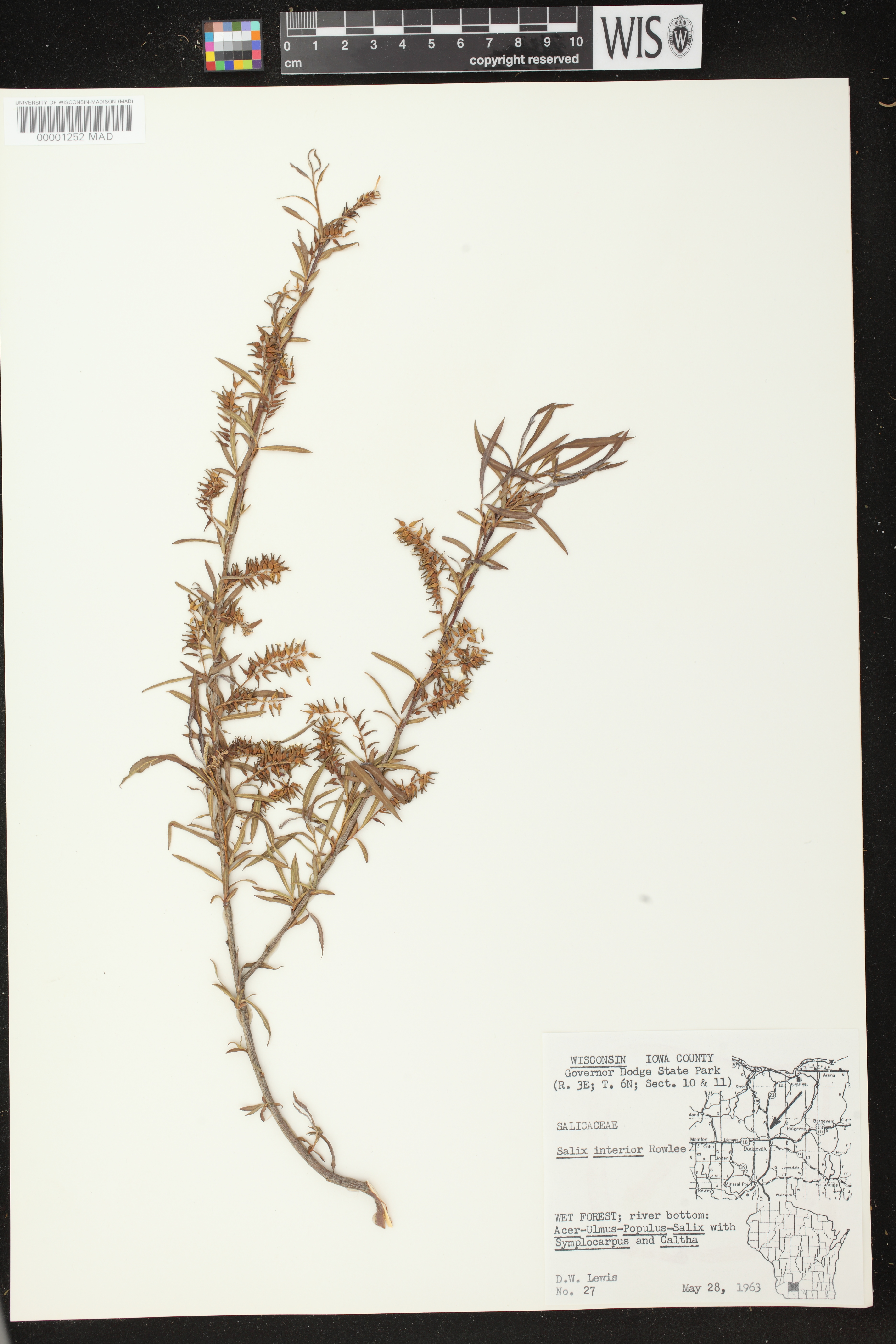 Salix interior image