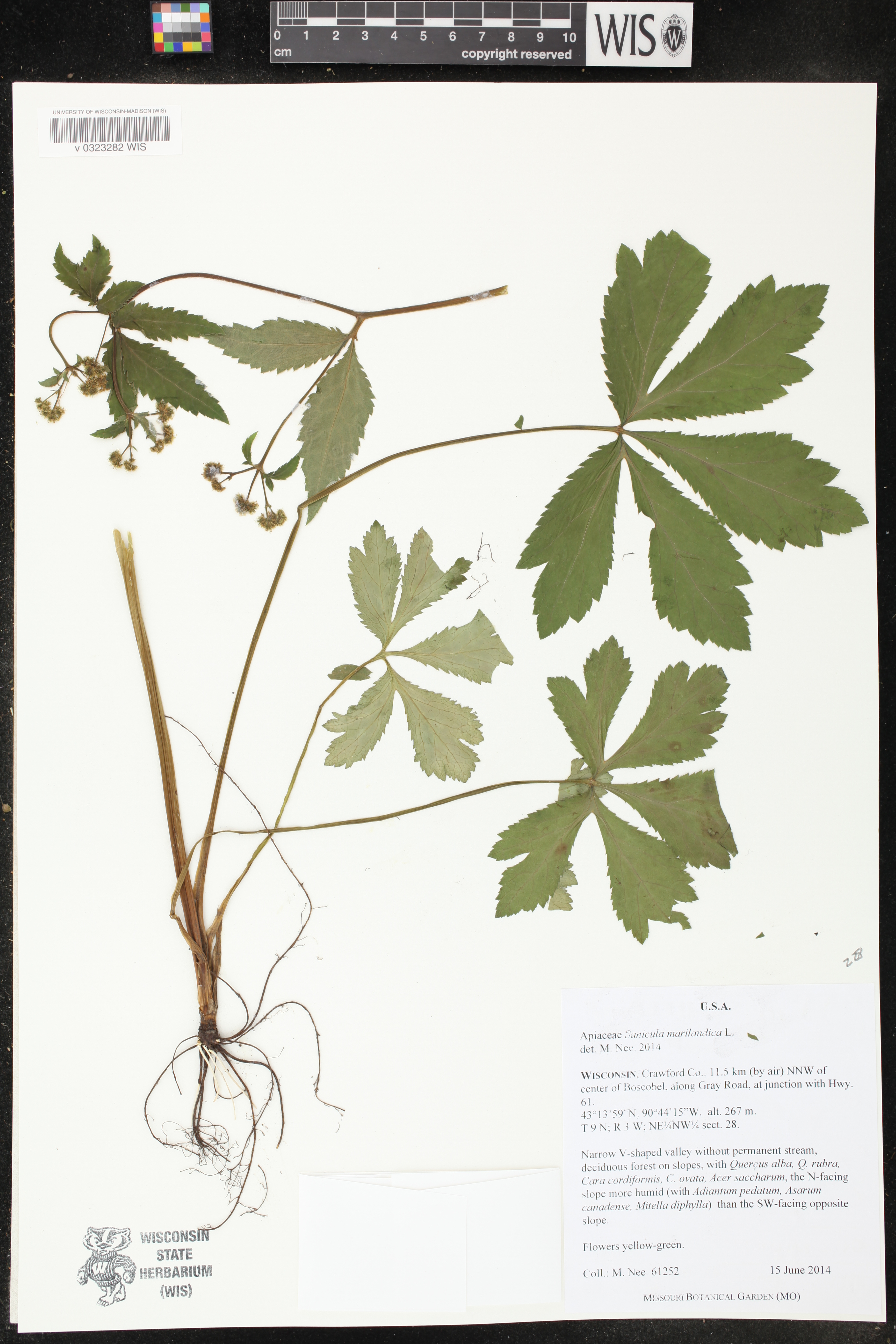Sanicula marilandica image