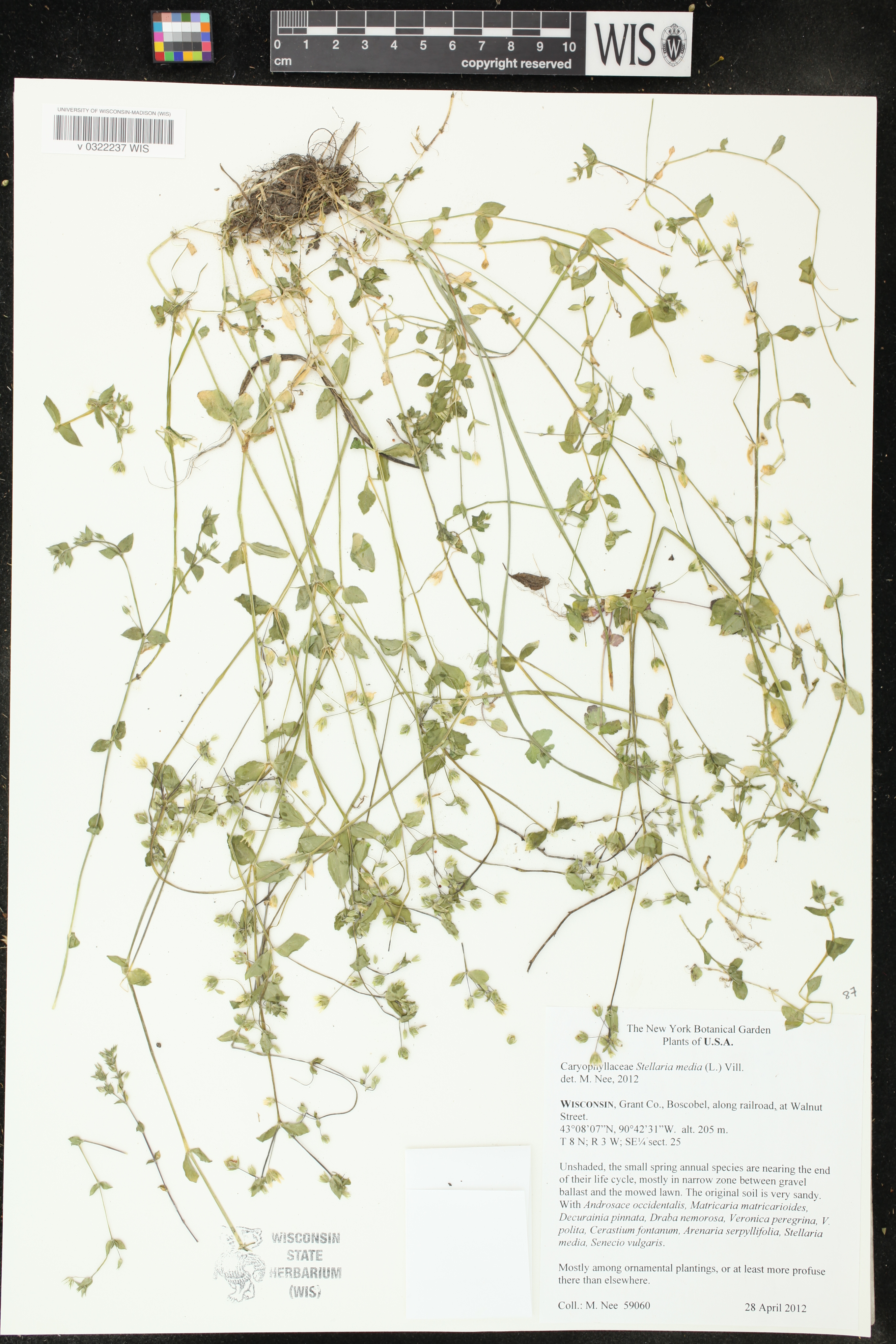 Stellaria media image