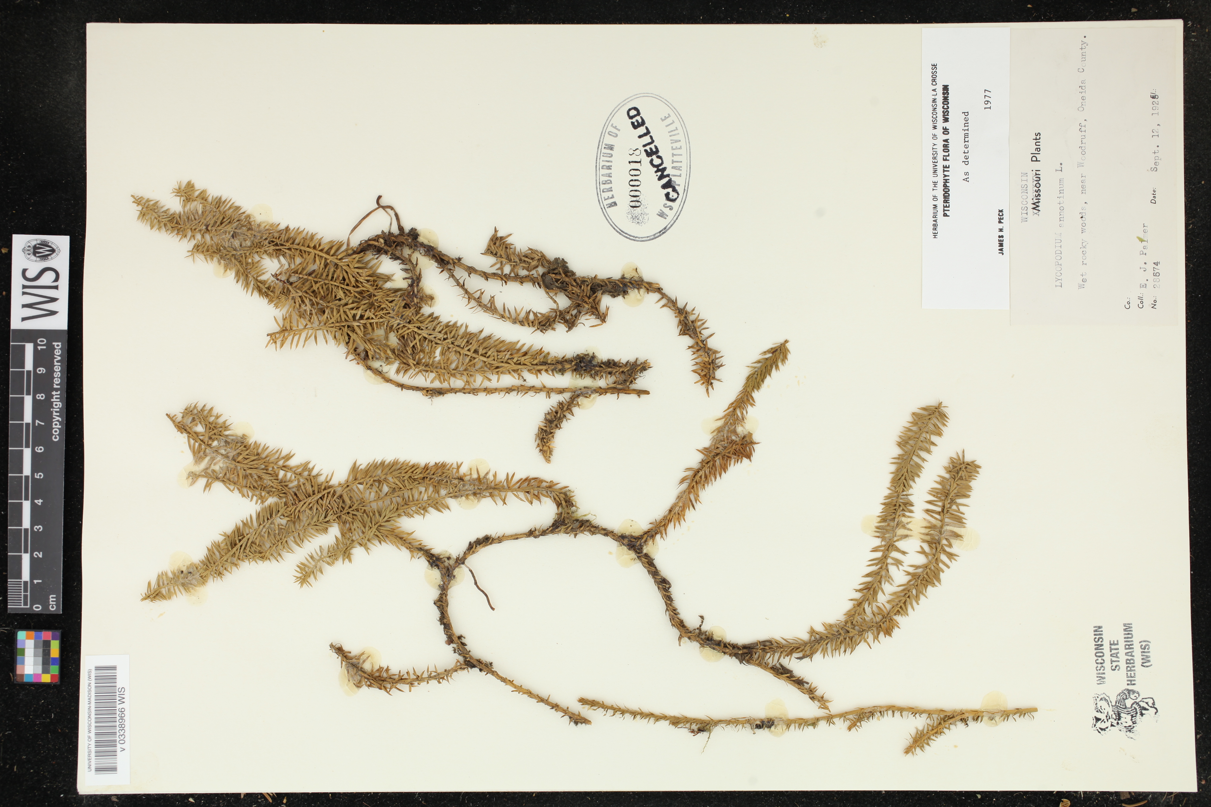 Spinulum annotinum image