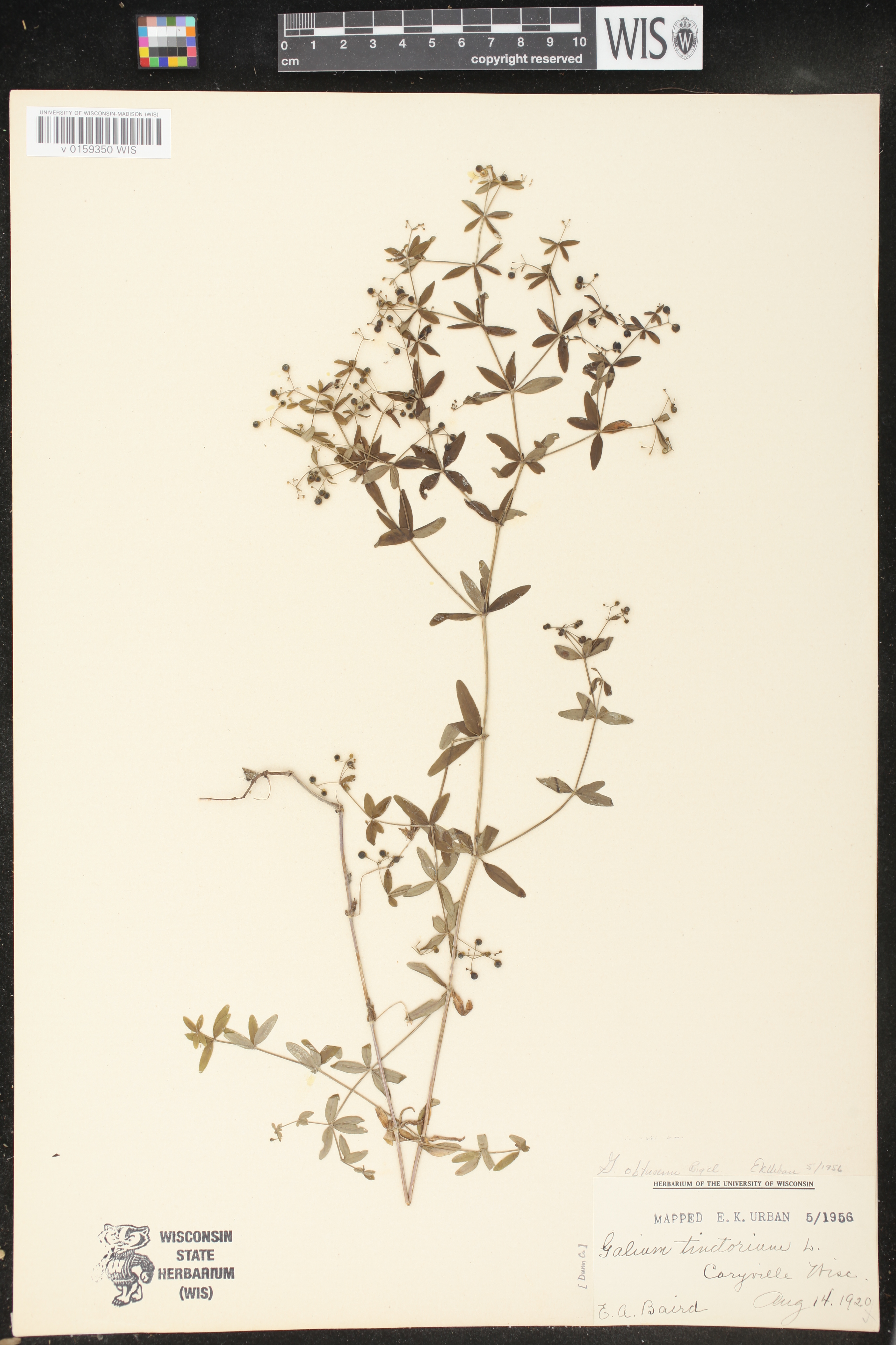 Galium obtusum subsp. obtusum image