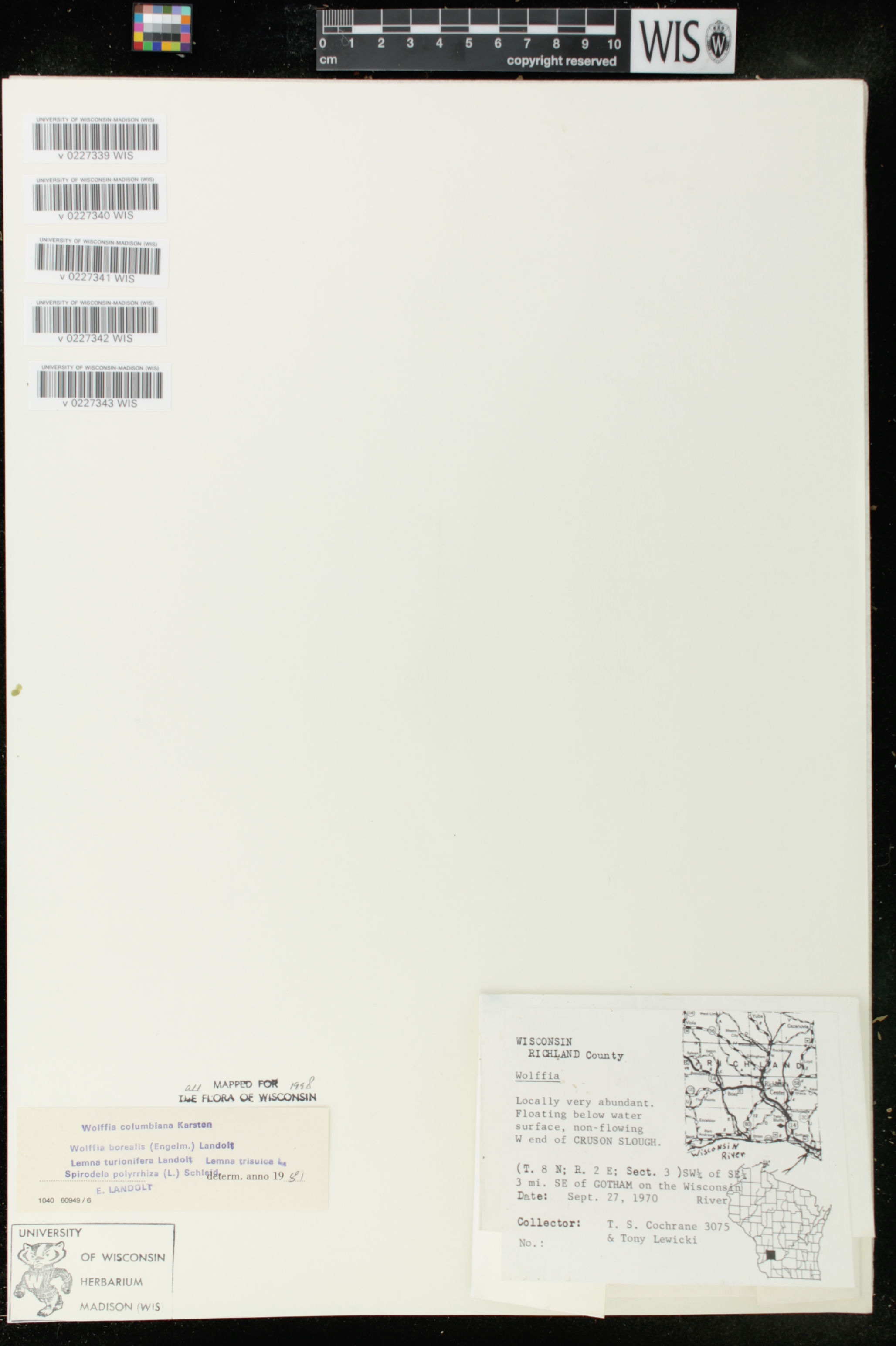 Lemna turionifera image