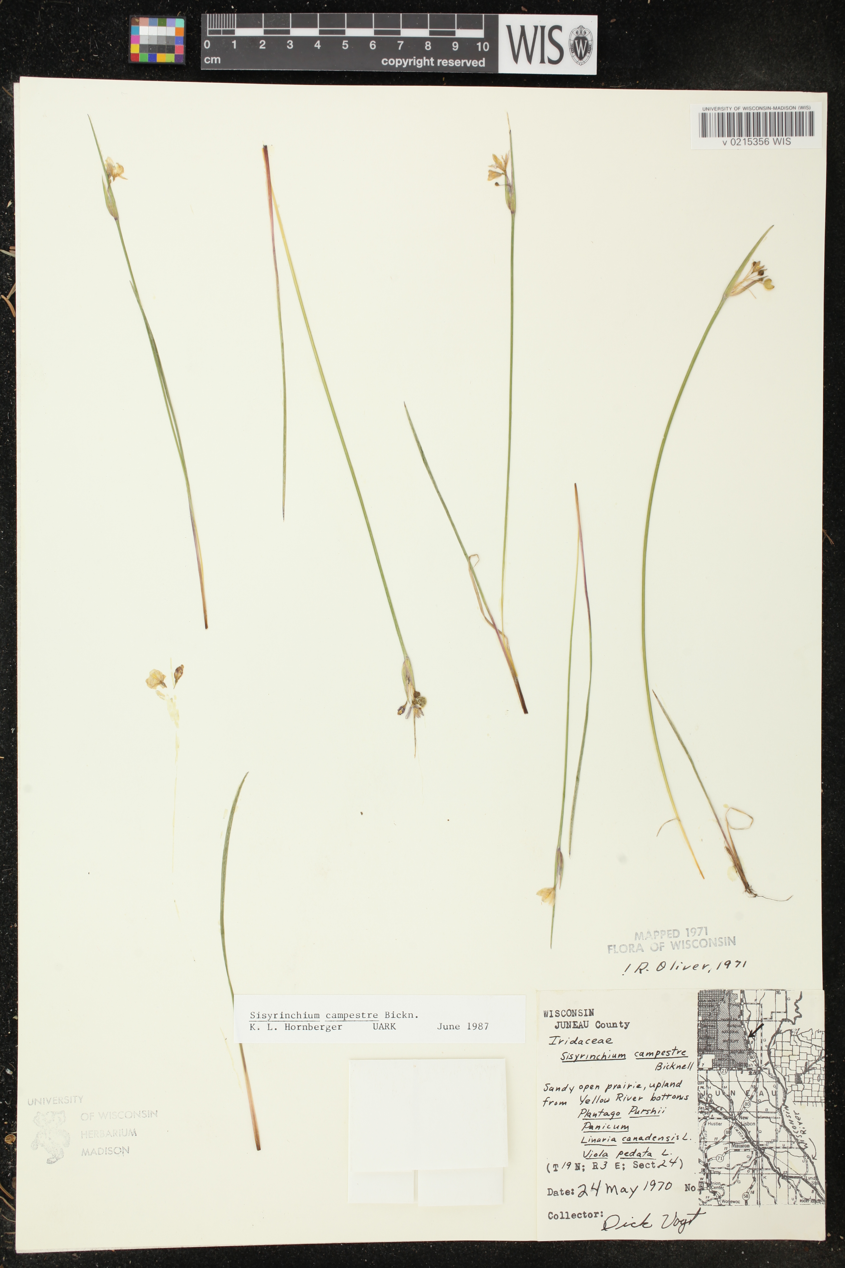 Sisyrinchium campestre image