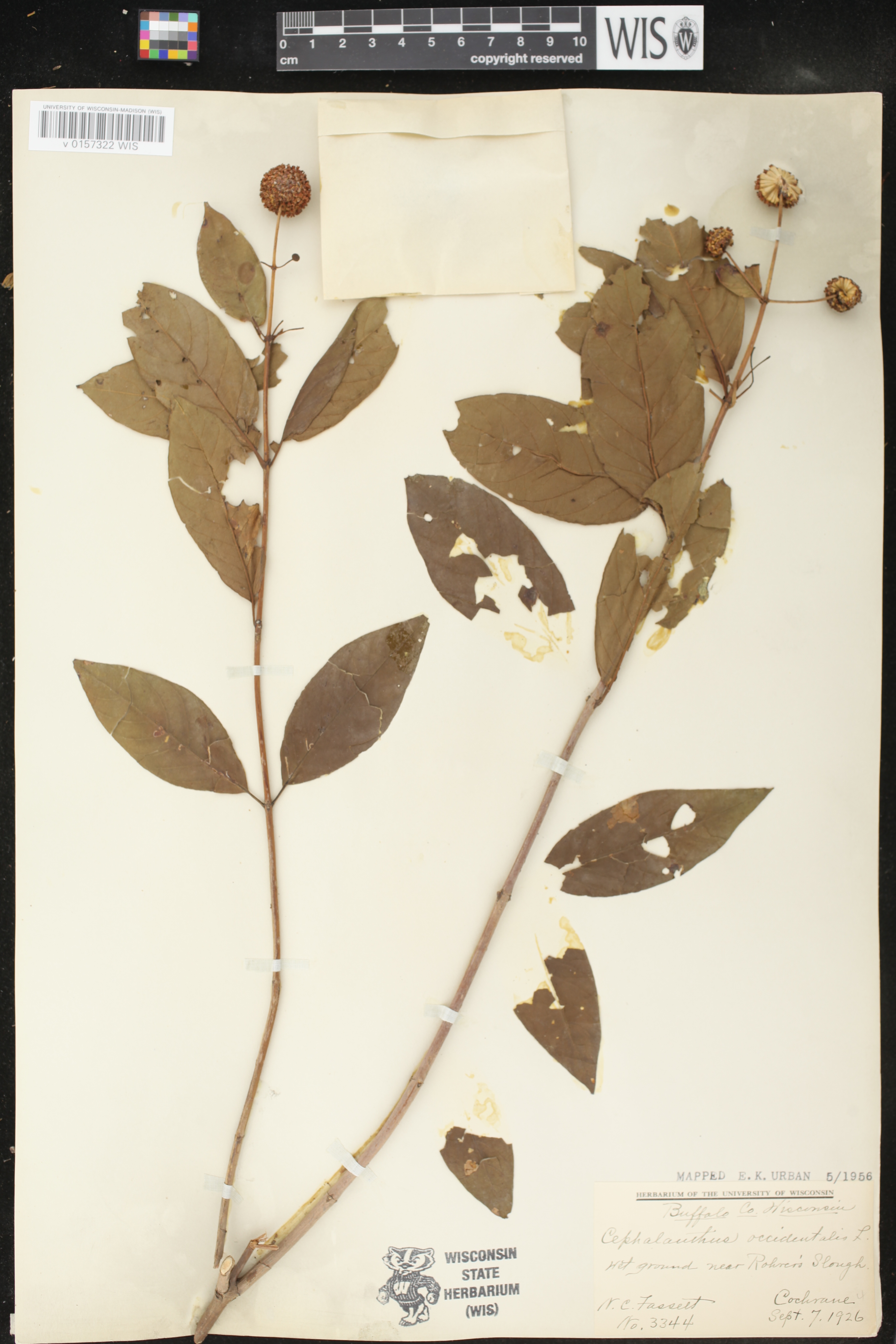 Cephalanthus occidentalis image