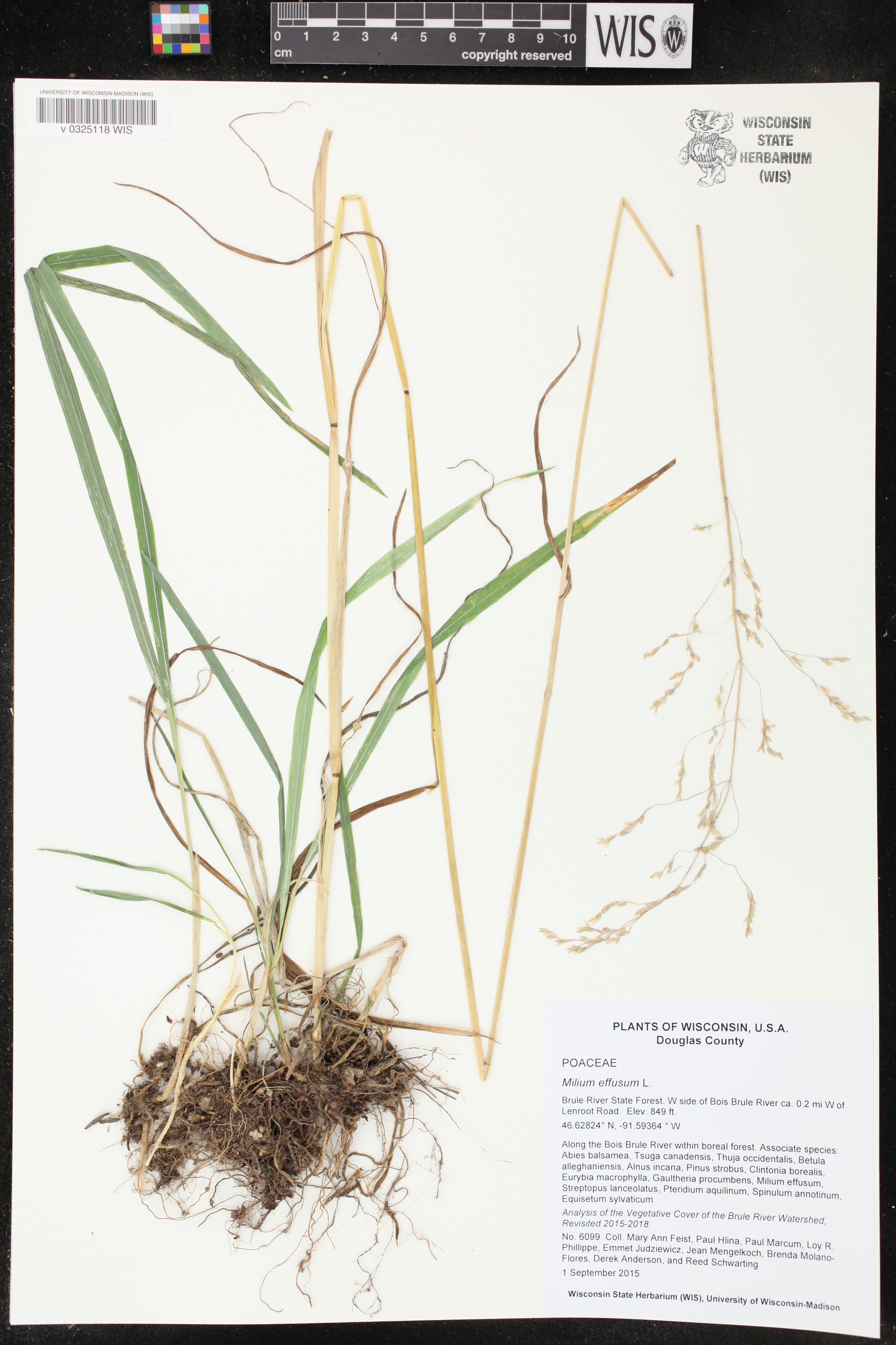 Milium effusum image