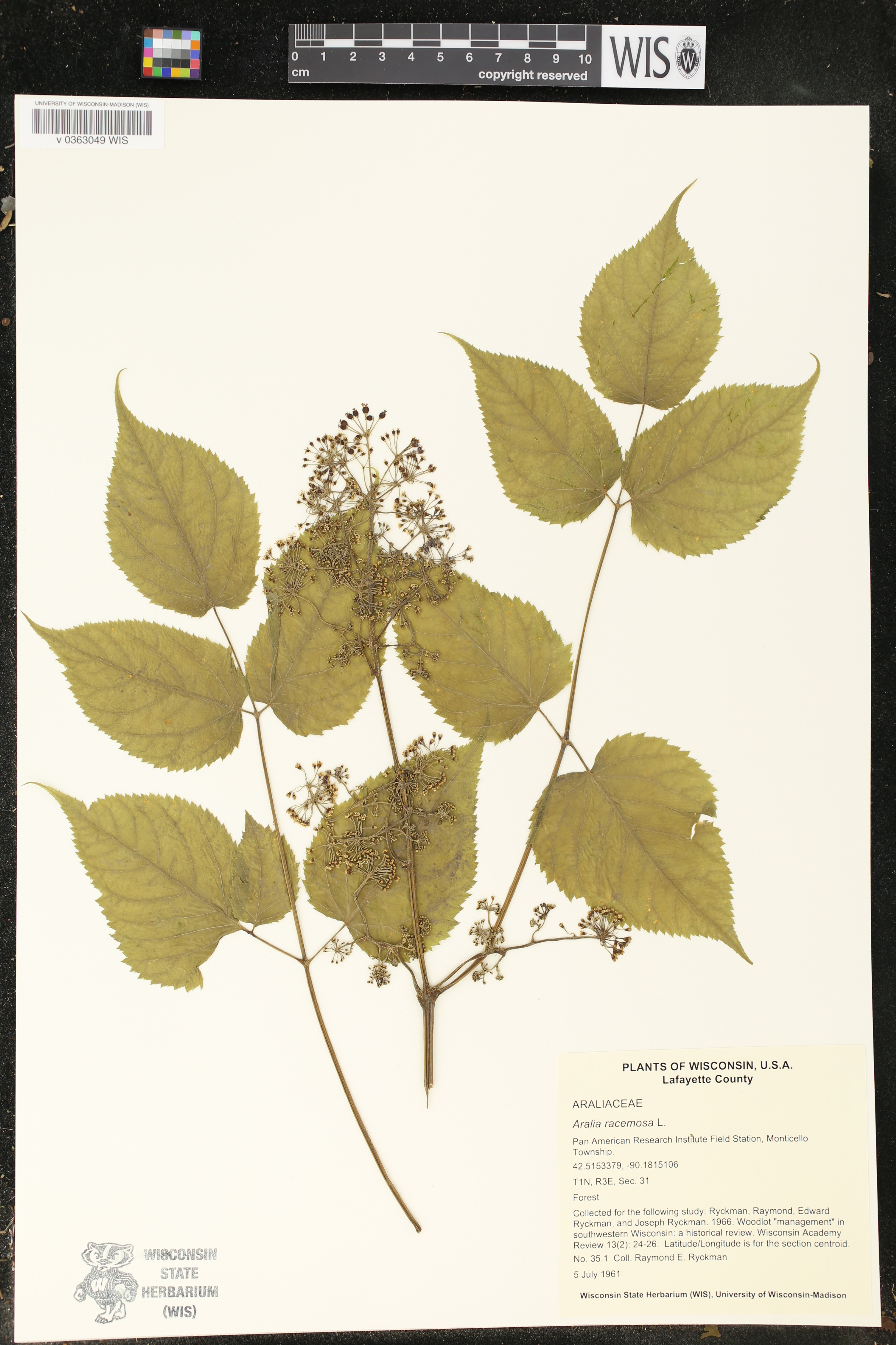 Aralia racemosa image