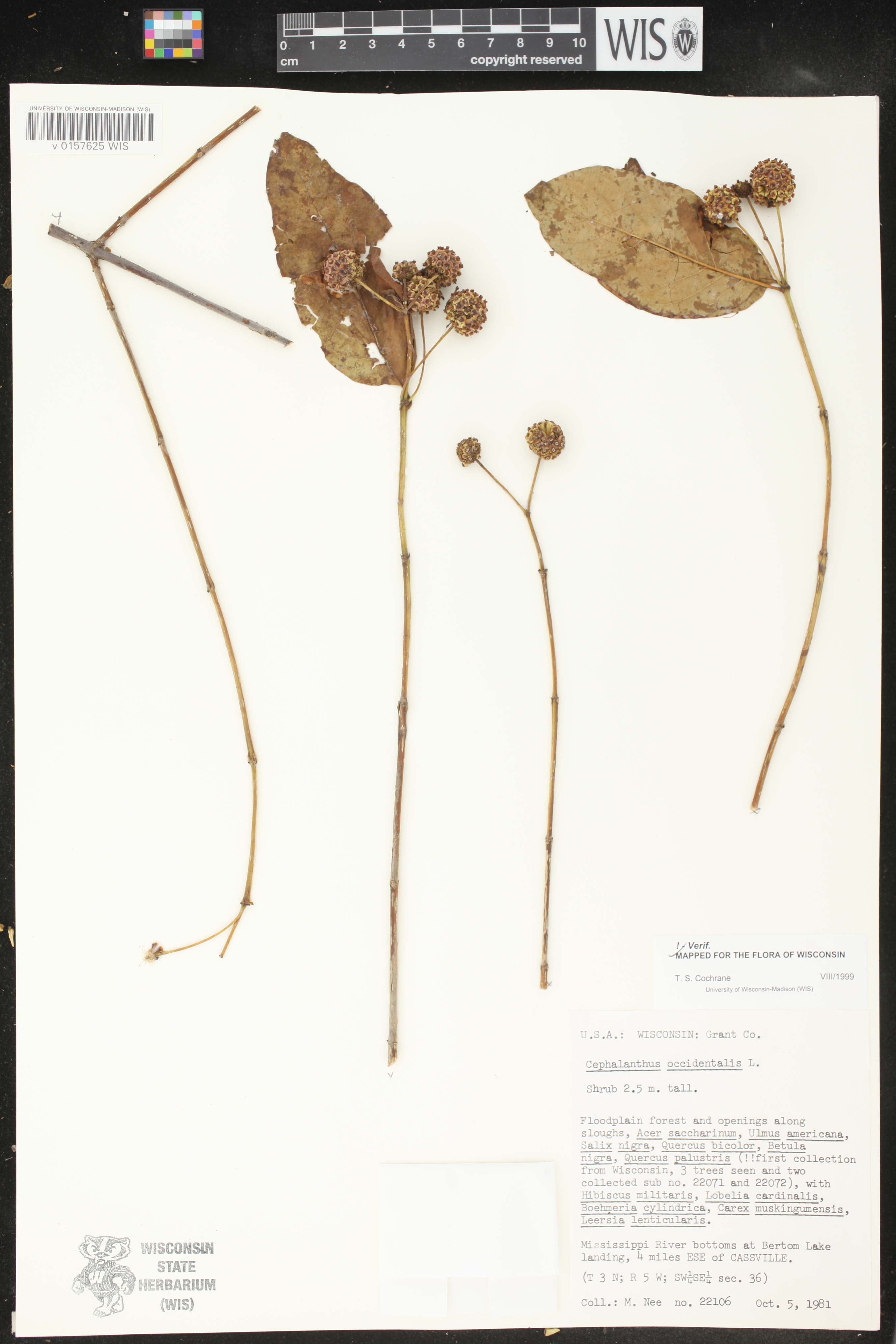 Cephalanthus occidentalis image
