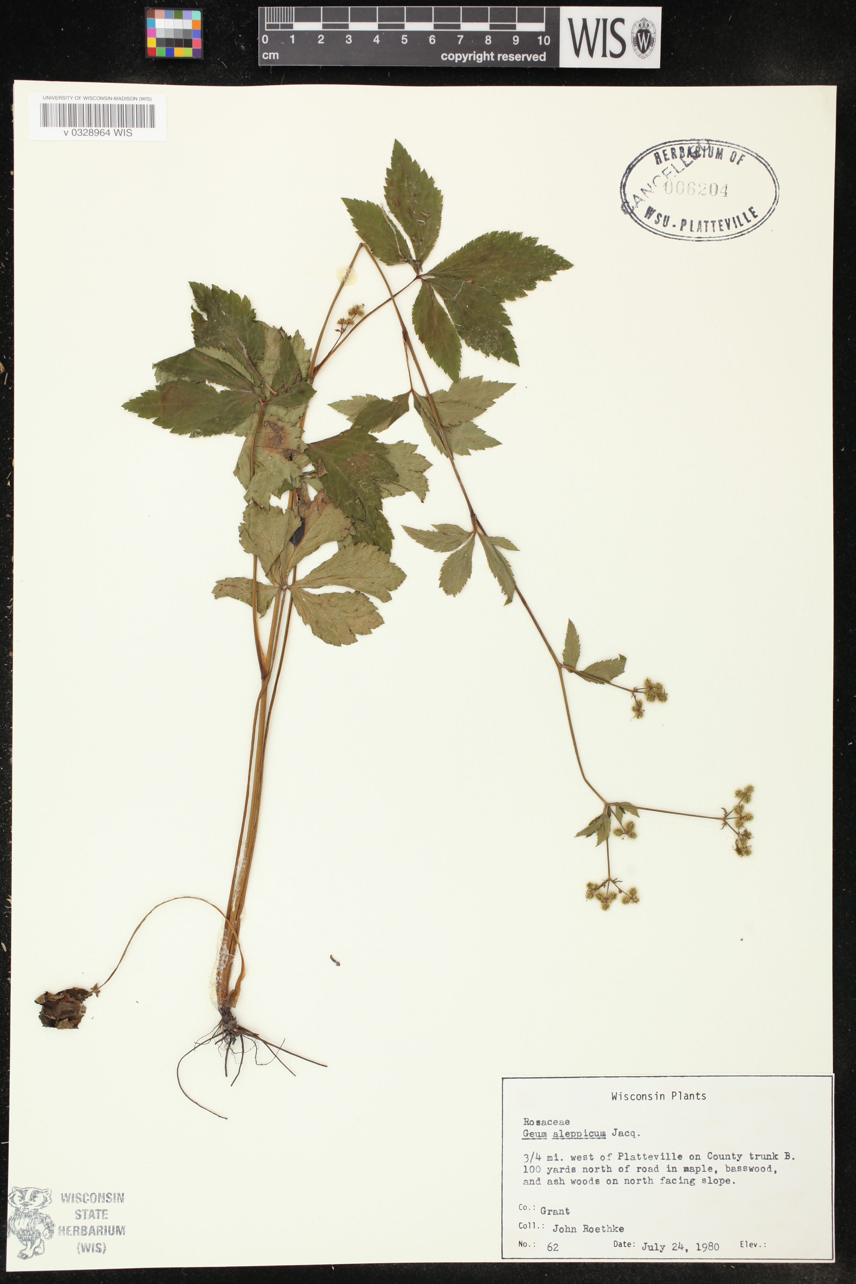 Sanicula canadensis image