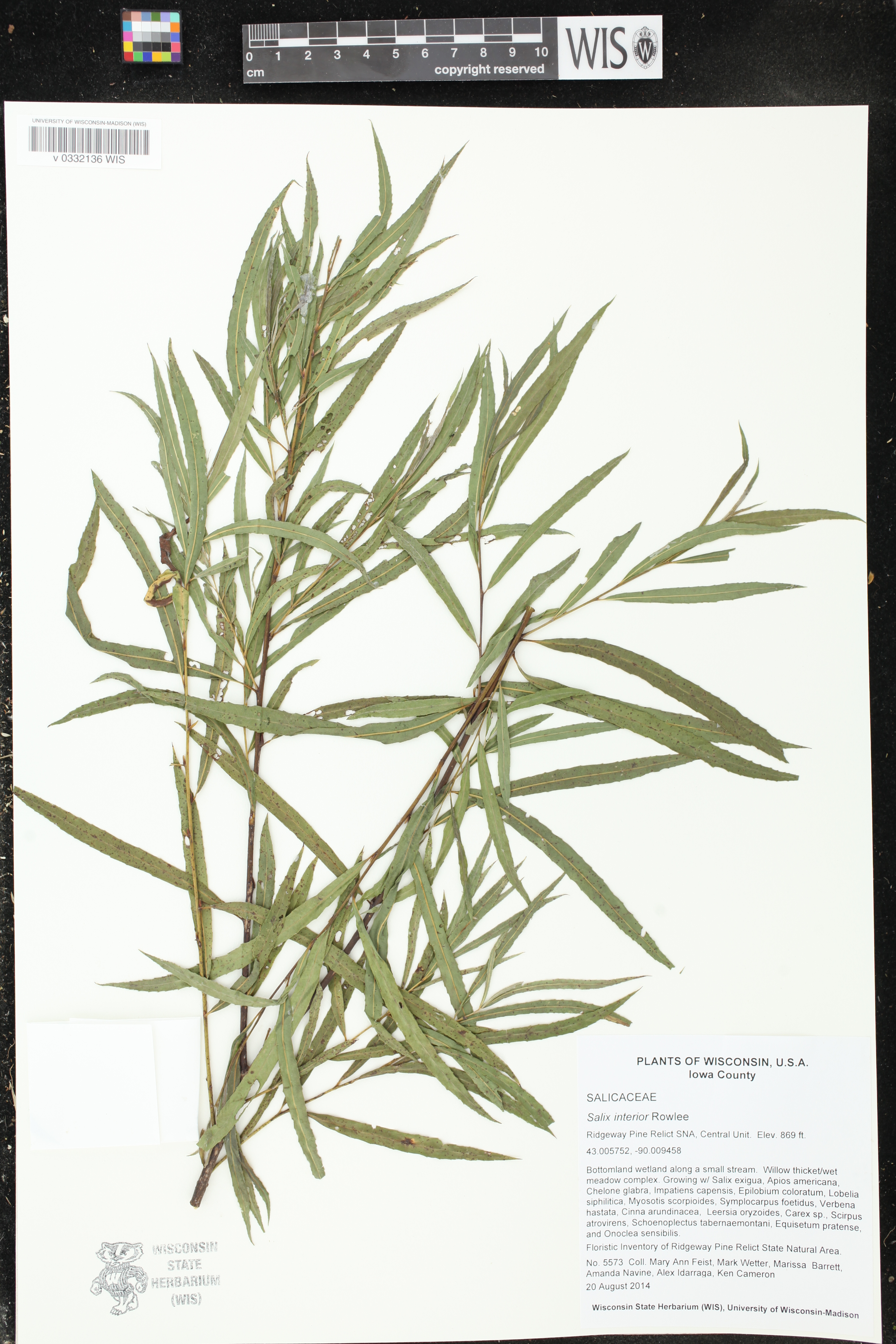 Salix interior image